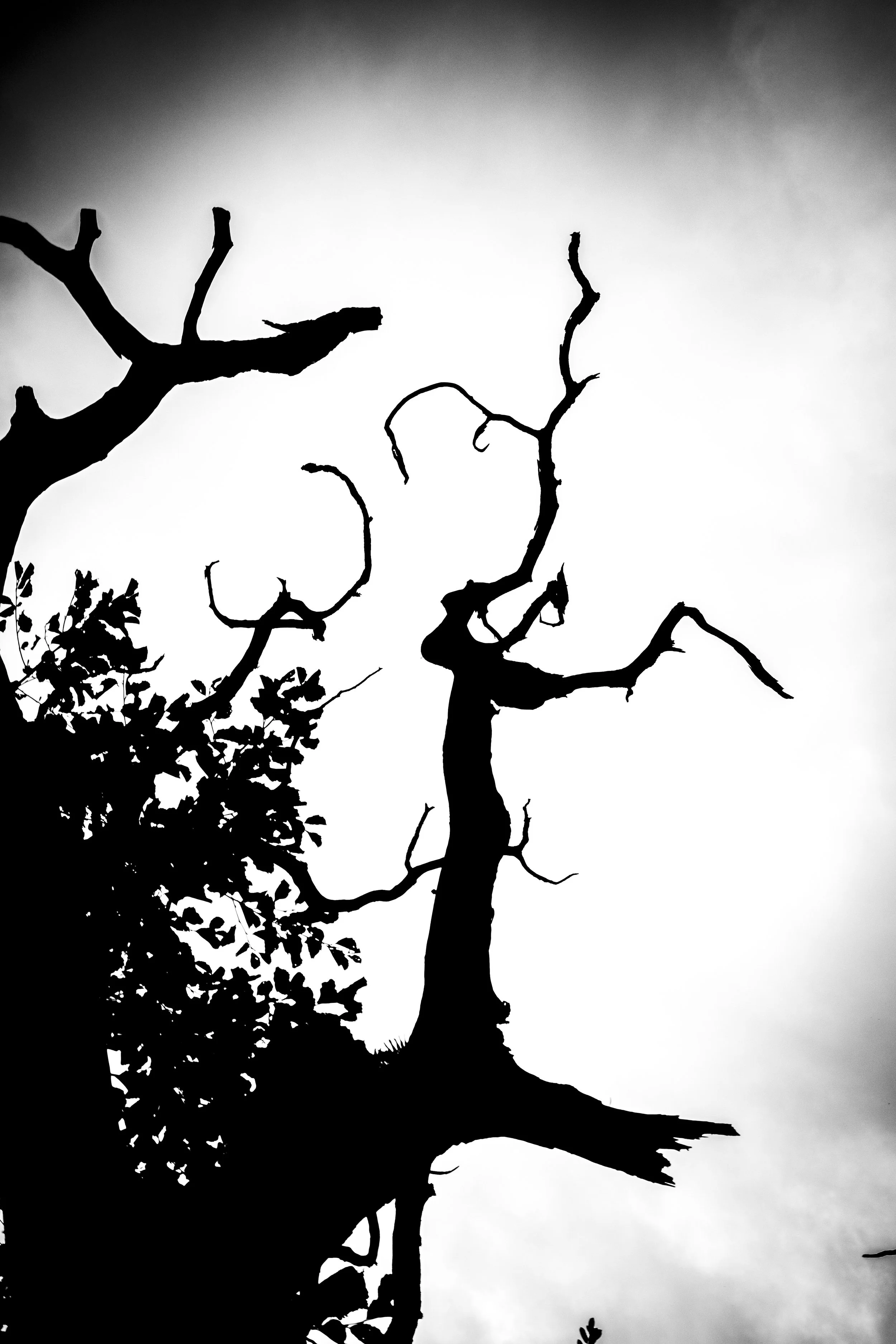 Silhouetted tree branches with some leaves against a cloudy sky.