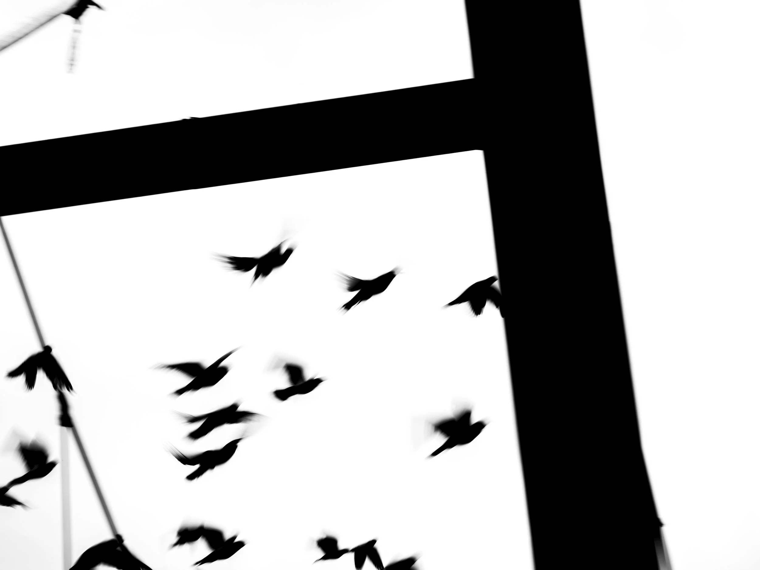 Black silhouettes of birds flying against a white sky near power lines and a pole.