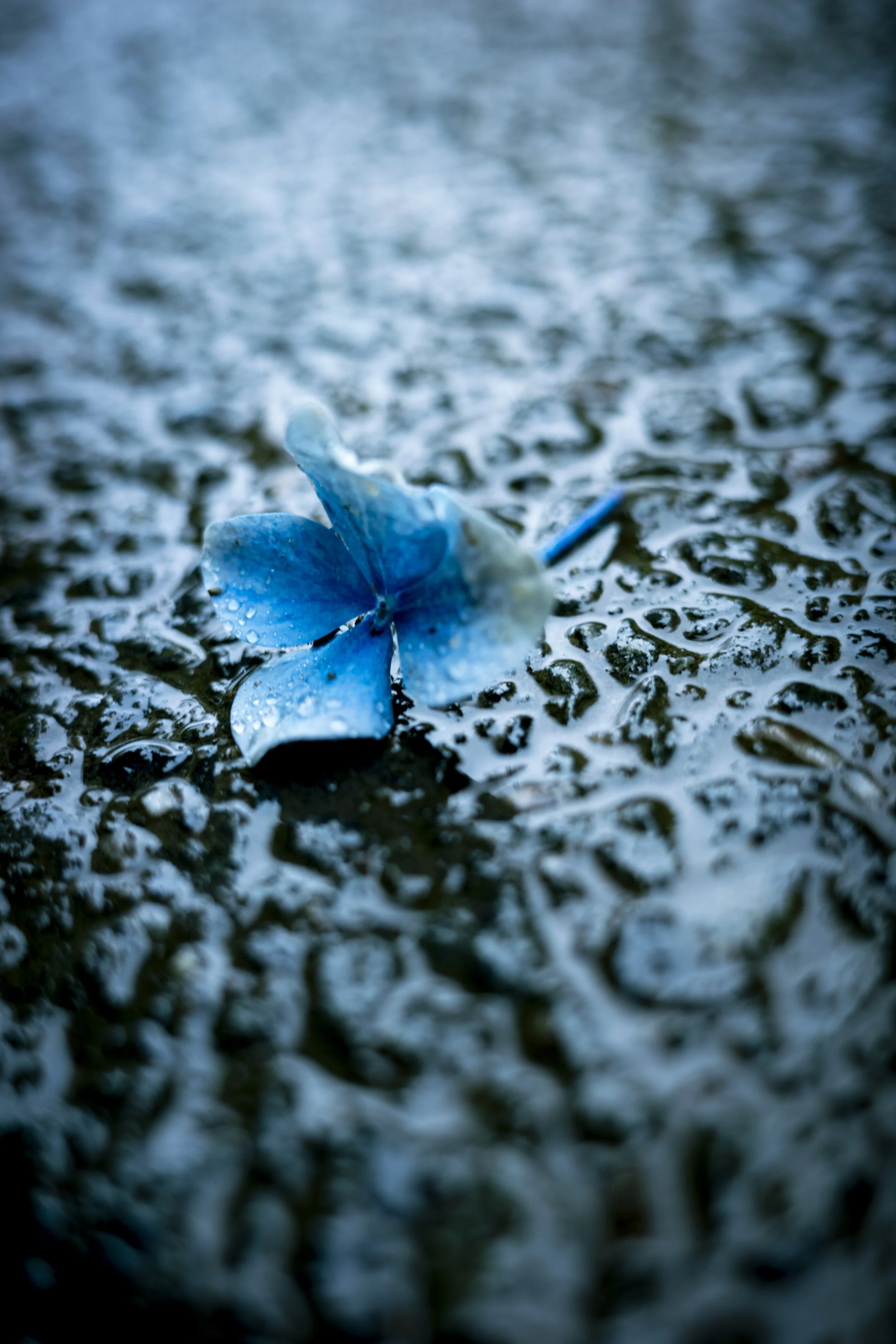 A blue flower on wet dark asphalt with water droplets, blurry background.