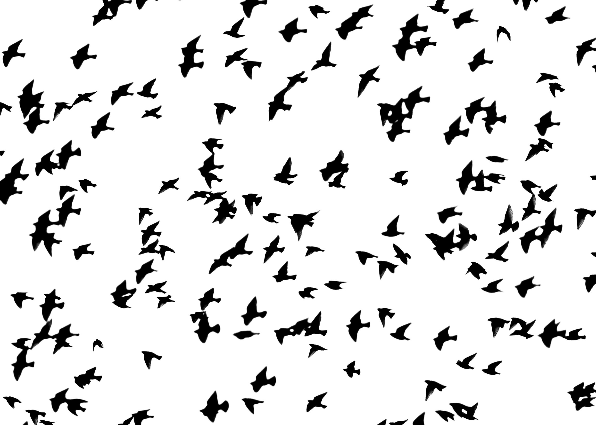 A large flock of black silhouettes of birds flying against a white background.