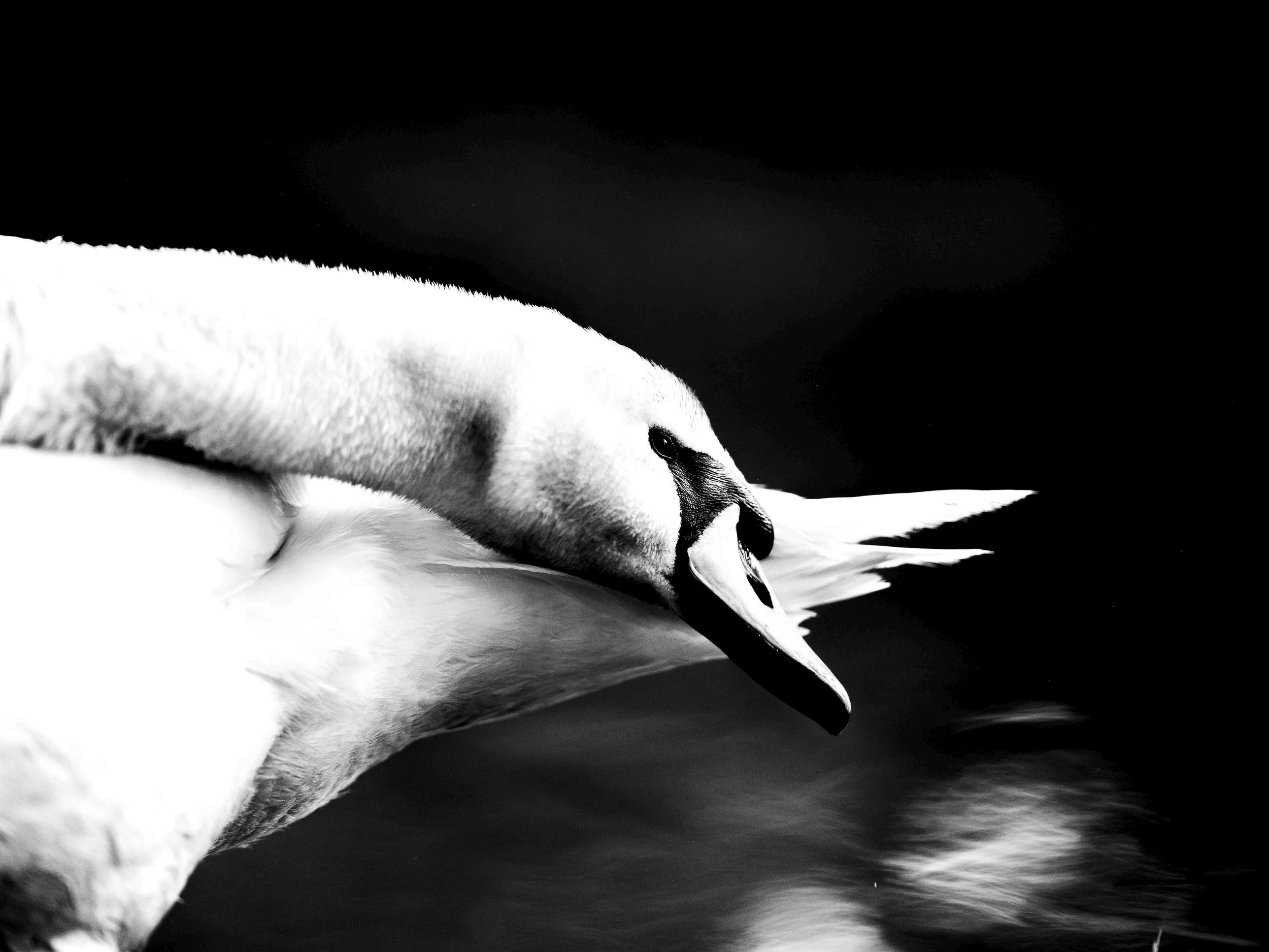 Close-up black and white photo of a swan's head and neck resting on the water.