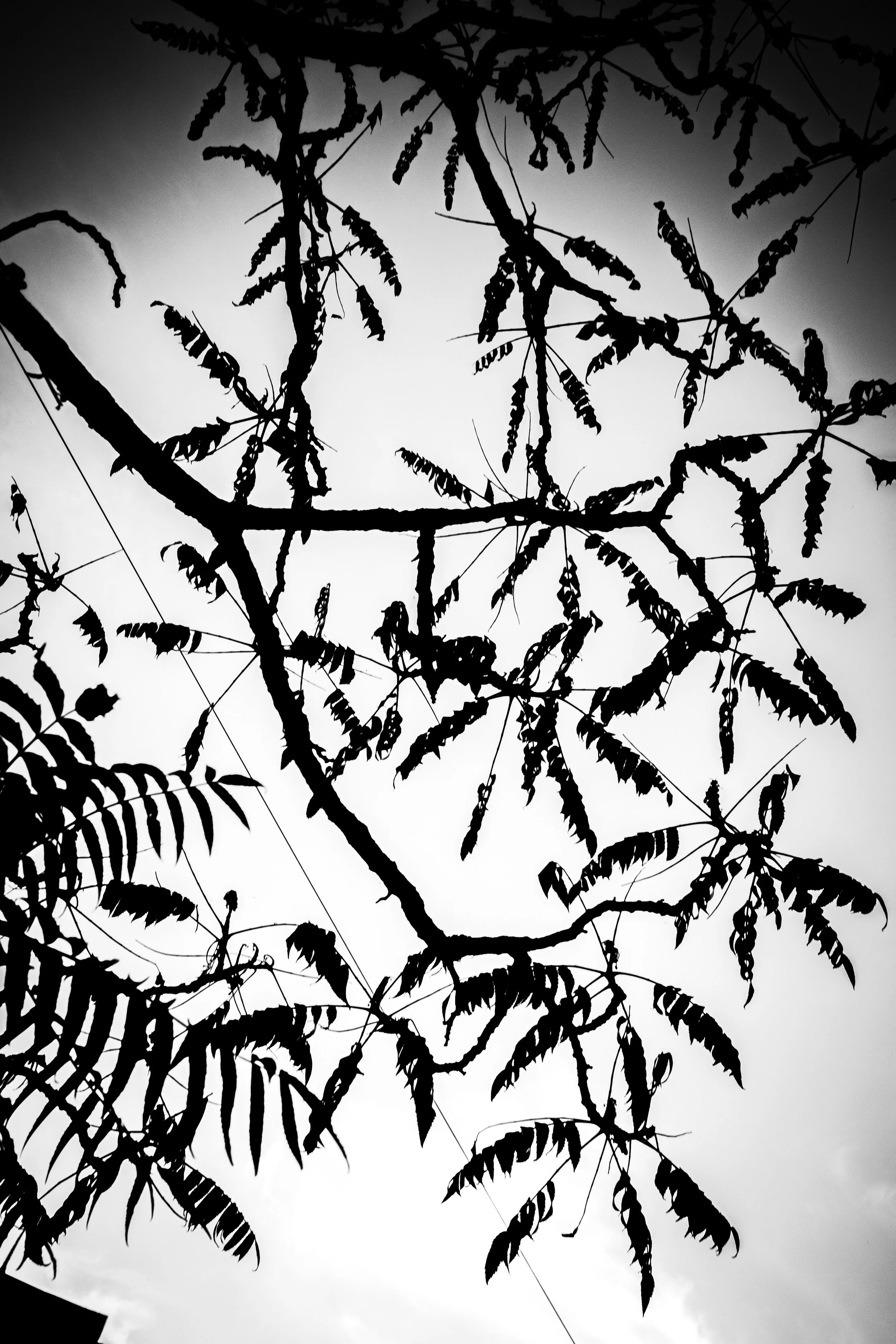 Black and white silhouette of tree branches and leaves against a light sky.