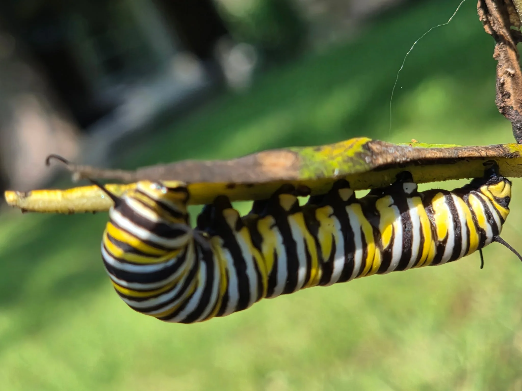 Caterpillars of Recovering Joy