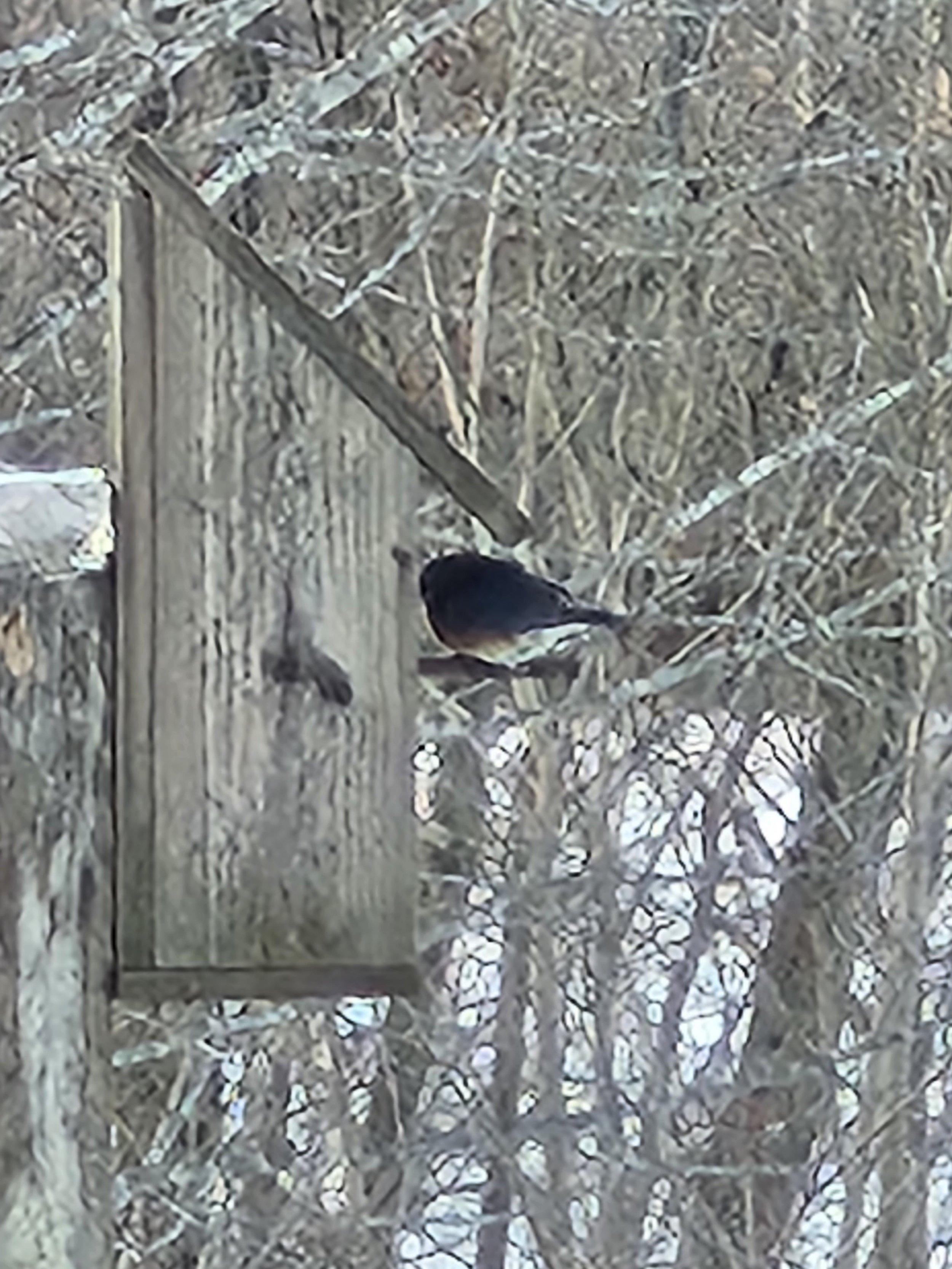 6th Bluebird to join 3 juncos copy.jpg