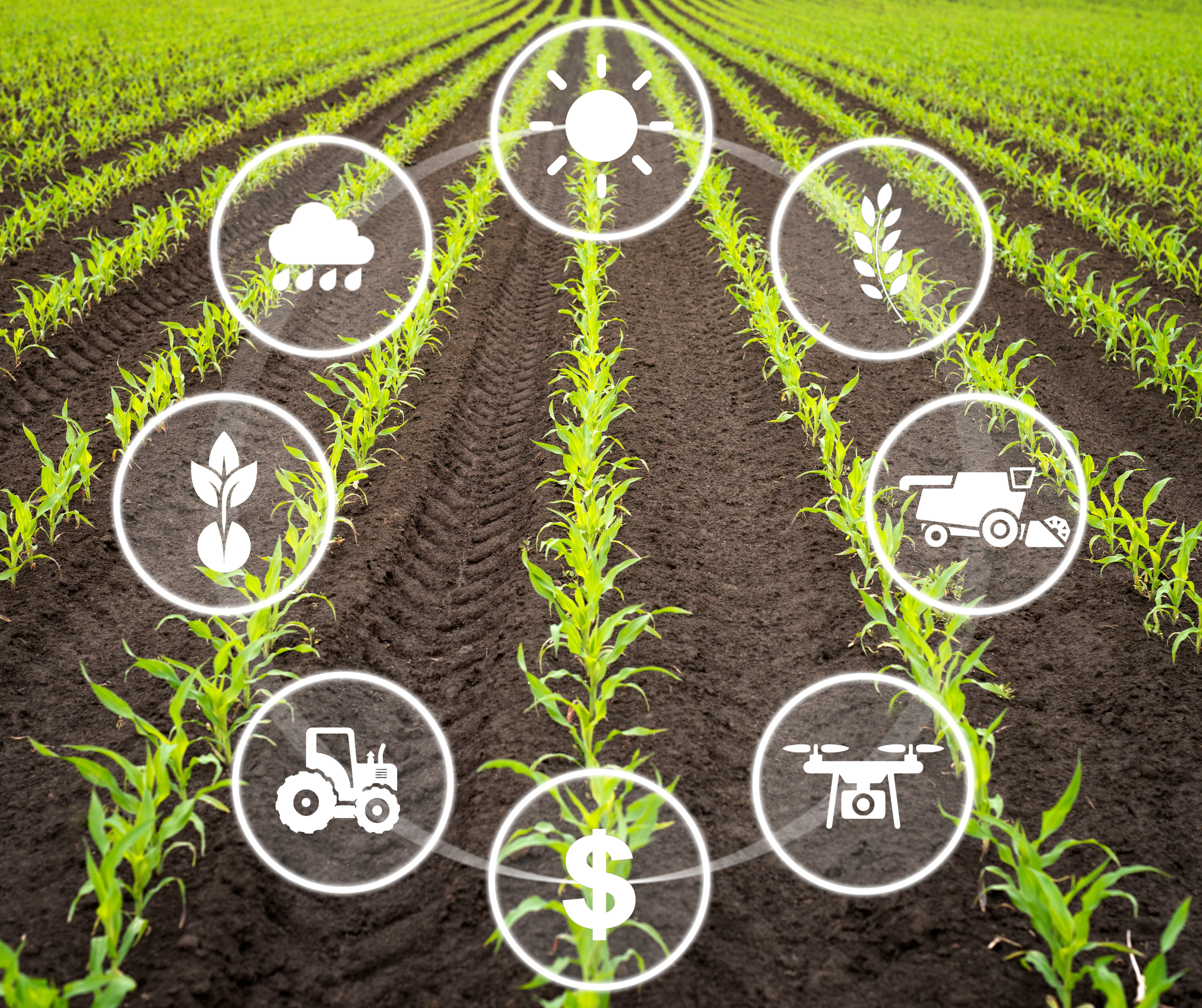 A farm field with young corn plants and overlaid icons representing weather, crop growth, watering, machinery, and financial aspects of farming.