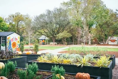 A garden with raised black planters filled with yellow and green plants, pumpkins, and other potted plants, with trees and a building in the background.