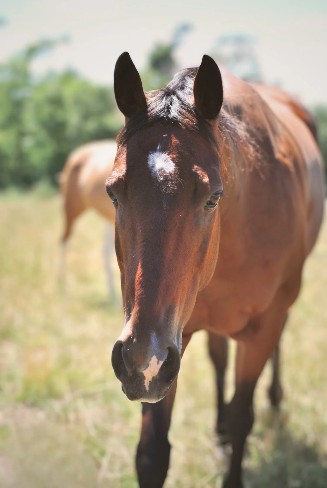 Close-up of a brown horse with a white star on its forehead, standing outdoors in a grassy area with another horse in the background.