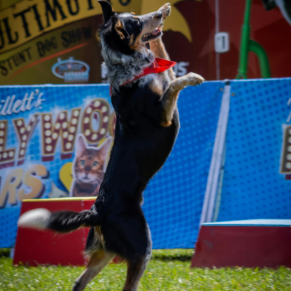Canine Stars Stun Dog Show | The Grand