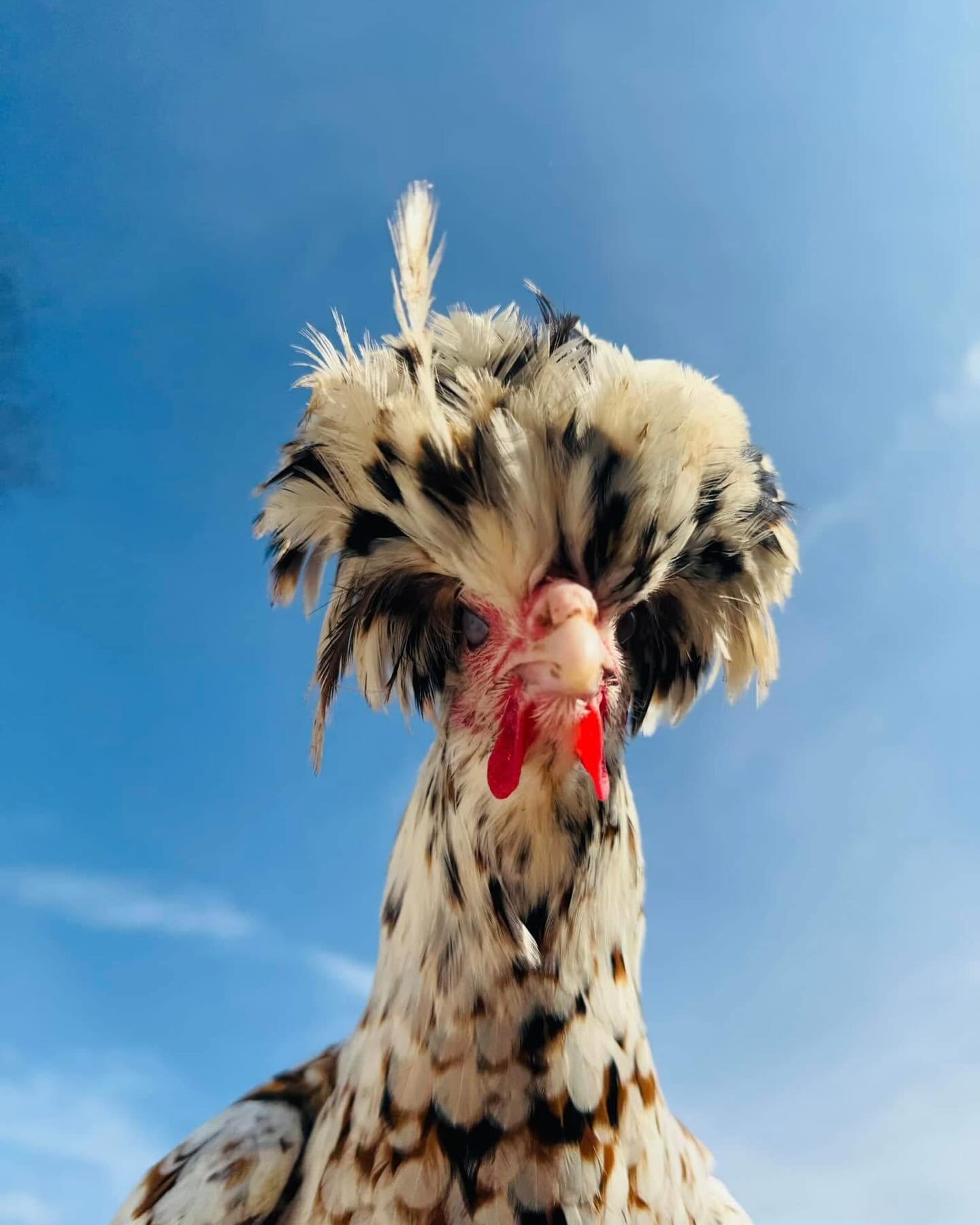 🥚🍳FRESH EGGS FOR SALE 🍳🥚
Our girl Julia has the happiest hens anywhere (chick & duck), and she can deliver her farm fresh eggs to the Pet Spa for you!
$4/dozen ! Just send us a message or ask at drop off/pick up and she’ll hook you up