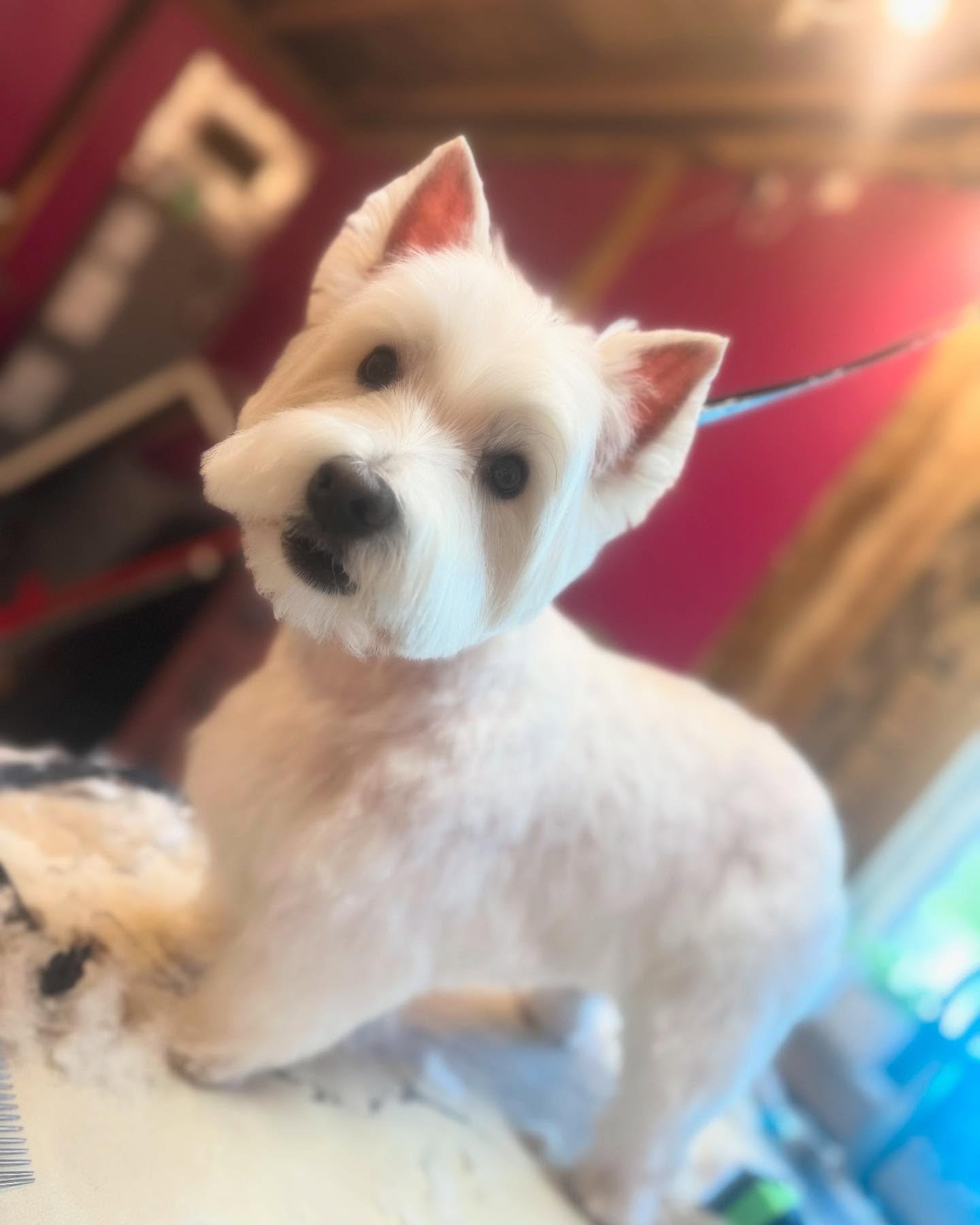 Recent Grooming honeys looking on point for summer 🤩 Groomed by Aleks & Leah 🫶🏻 #kennelfree #doggrooming #stayplayspa