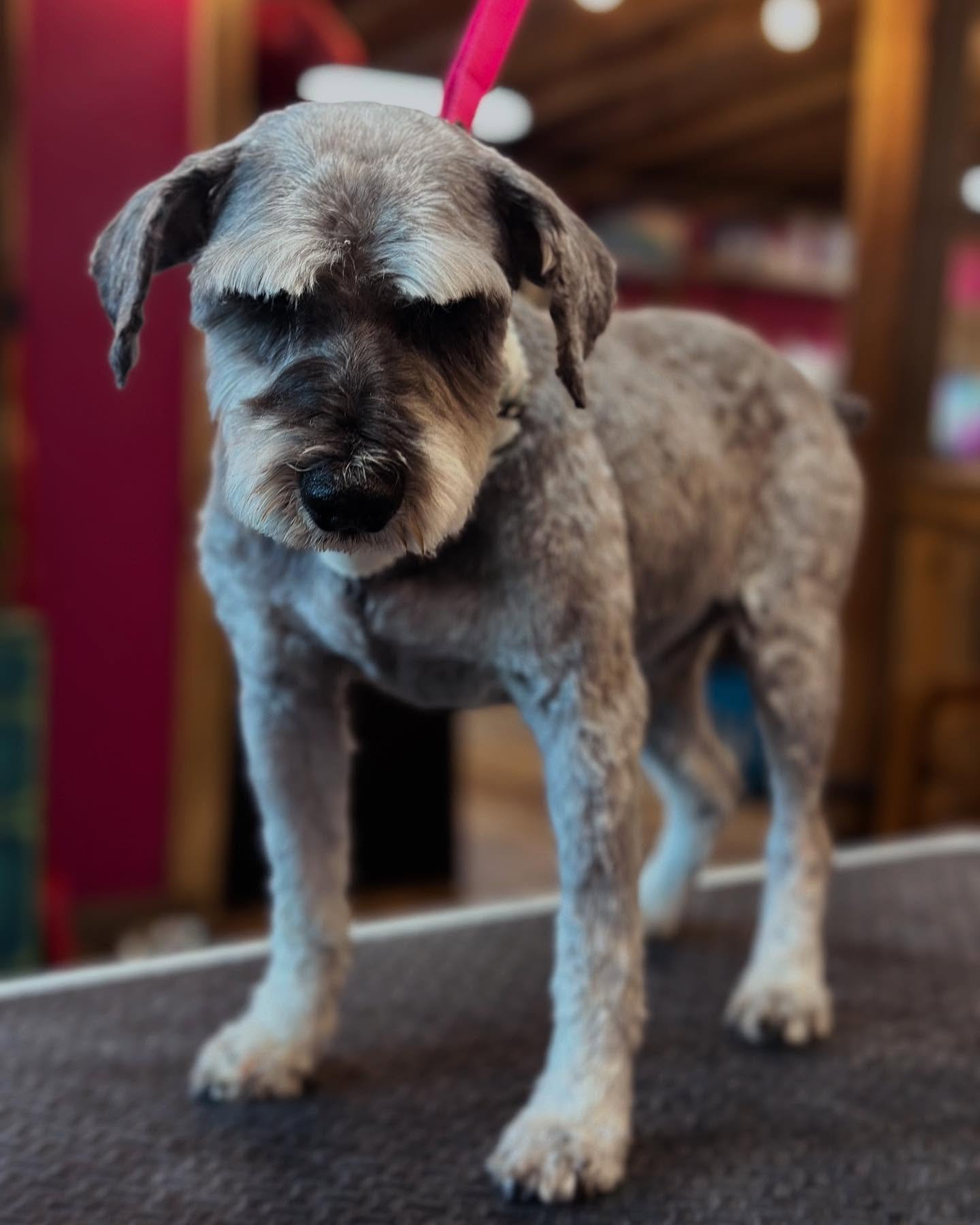 Cinco de fresh&so clean-o here in our #kennelfree #groomingsalon 🐩