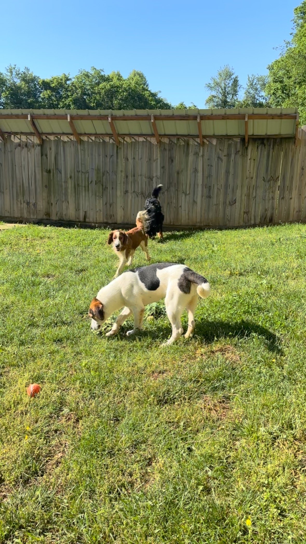 ✨EXCITING NEWS✨ We’ve added a new yard for even more playtime !
If you don’t see your pup on the main cam, they may be in our new yard !
🎥live cam & TURF COMING JUNE 3rd!l 🎉🎉