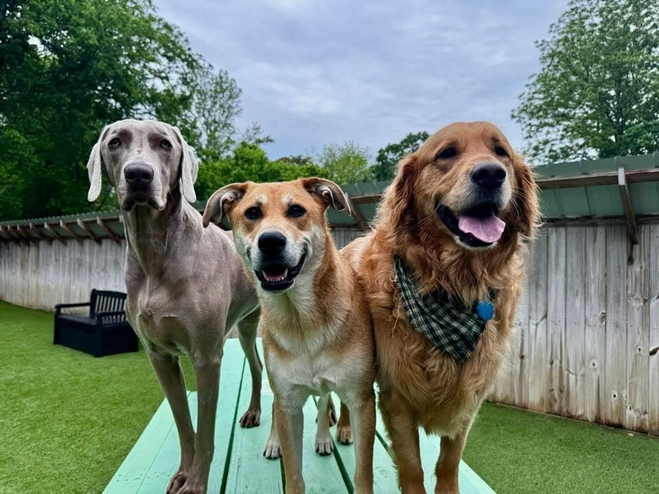 ⭐️ATTENDANCE POLICY REMINDER⭐️
A friendly reminder as we get busier during these summer months…
➡️Our Boarding is reserved for dogs that “attend daycare on a regular basis.”
This means dogs that attend our daycare 2+ times a mo