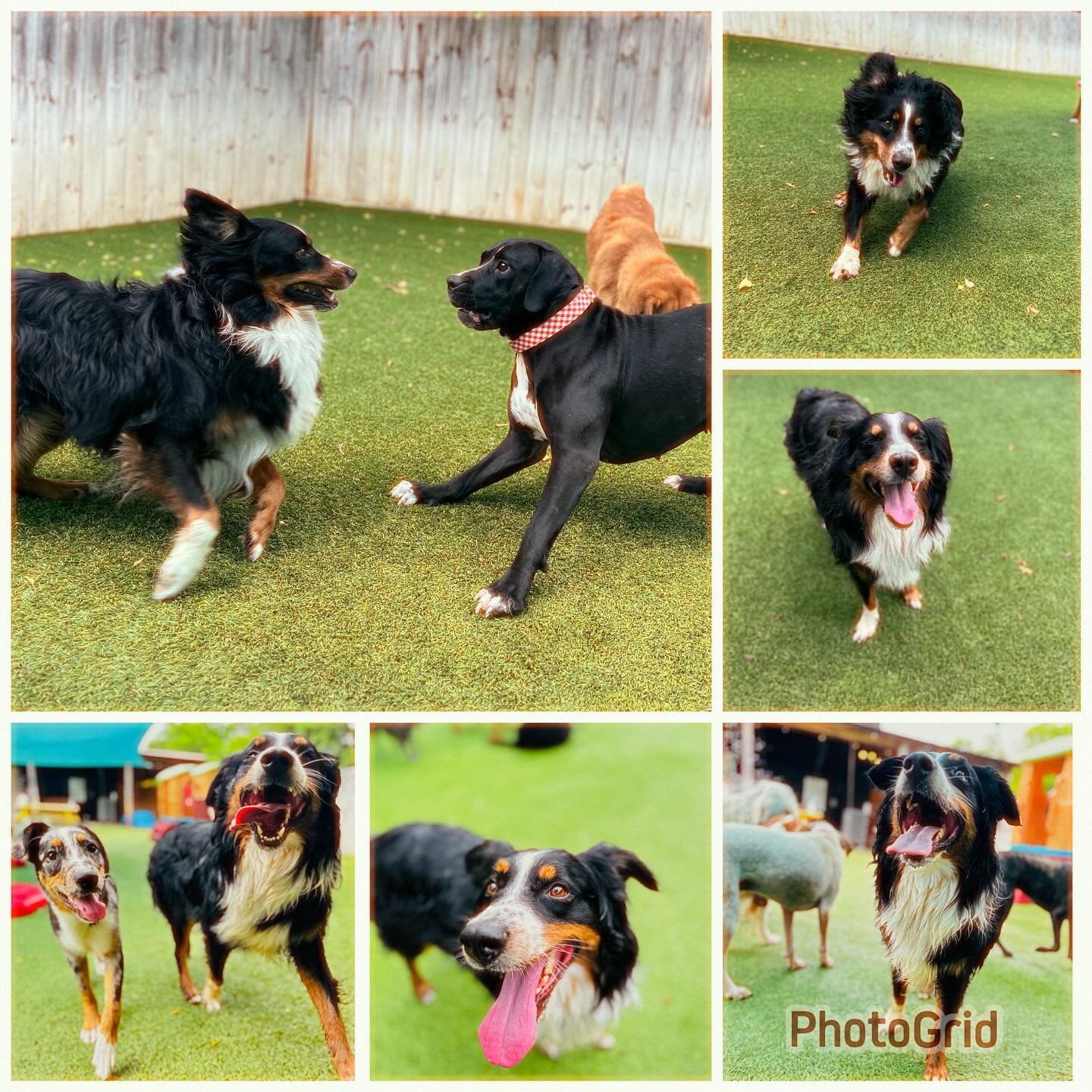 📣A huge PVPS #WOOFpack Welcome to our new friends Hawk, Atchley & Georgia 🤩