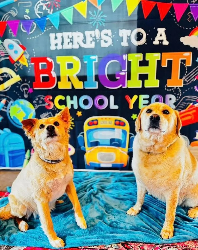 Back to school for the cool kids 😎
#doggiedaycare #stayplayspa #backtoschool #toocoolforschool