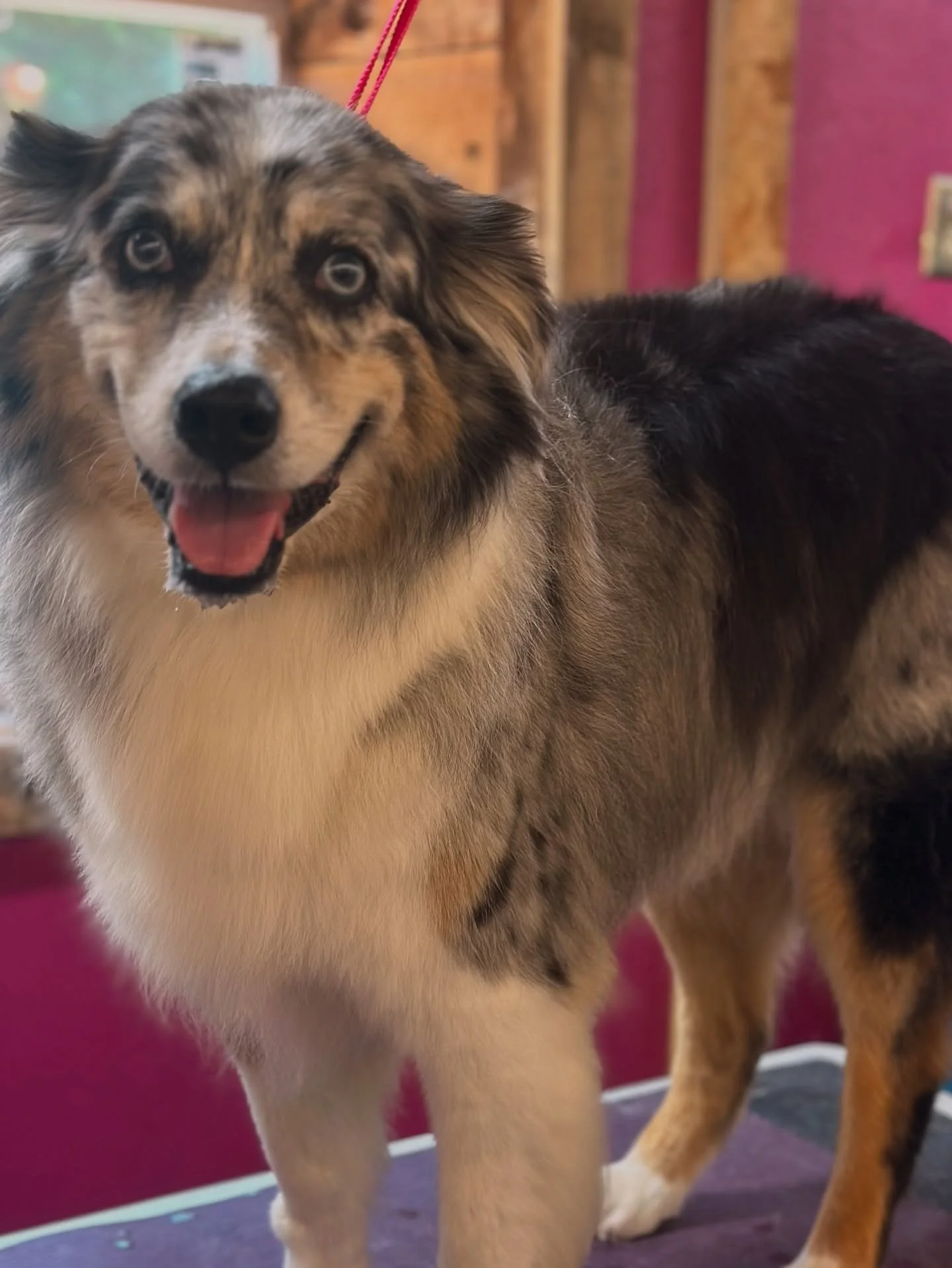 I wish you could feel through a pic because Merle’s coat turned out sooo soft and silky 🥰
Come with me to groom my best dude Merle 🫶🏻
**evidence of why it takes me forever… videos of all the salon spectators 🤣
#aussie #aussiegroom