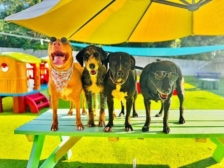 We the life of the pawty🥳🫶🏻