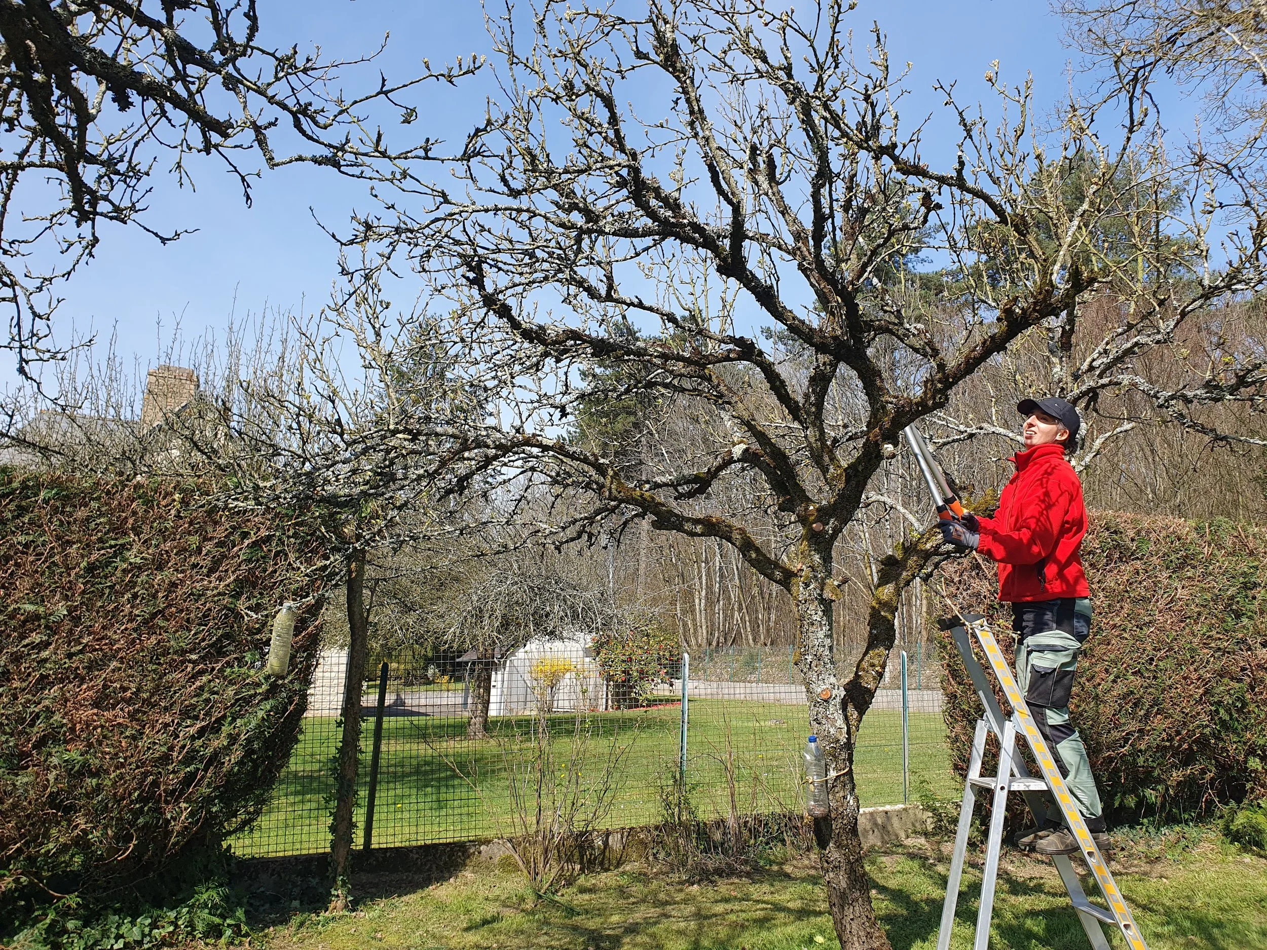 Taille d’arbre fruitier à Vitré : quand et comment intervenir ?