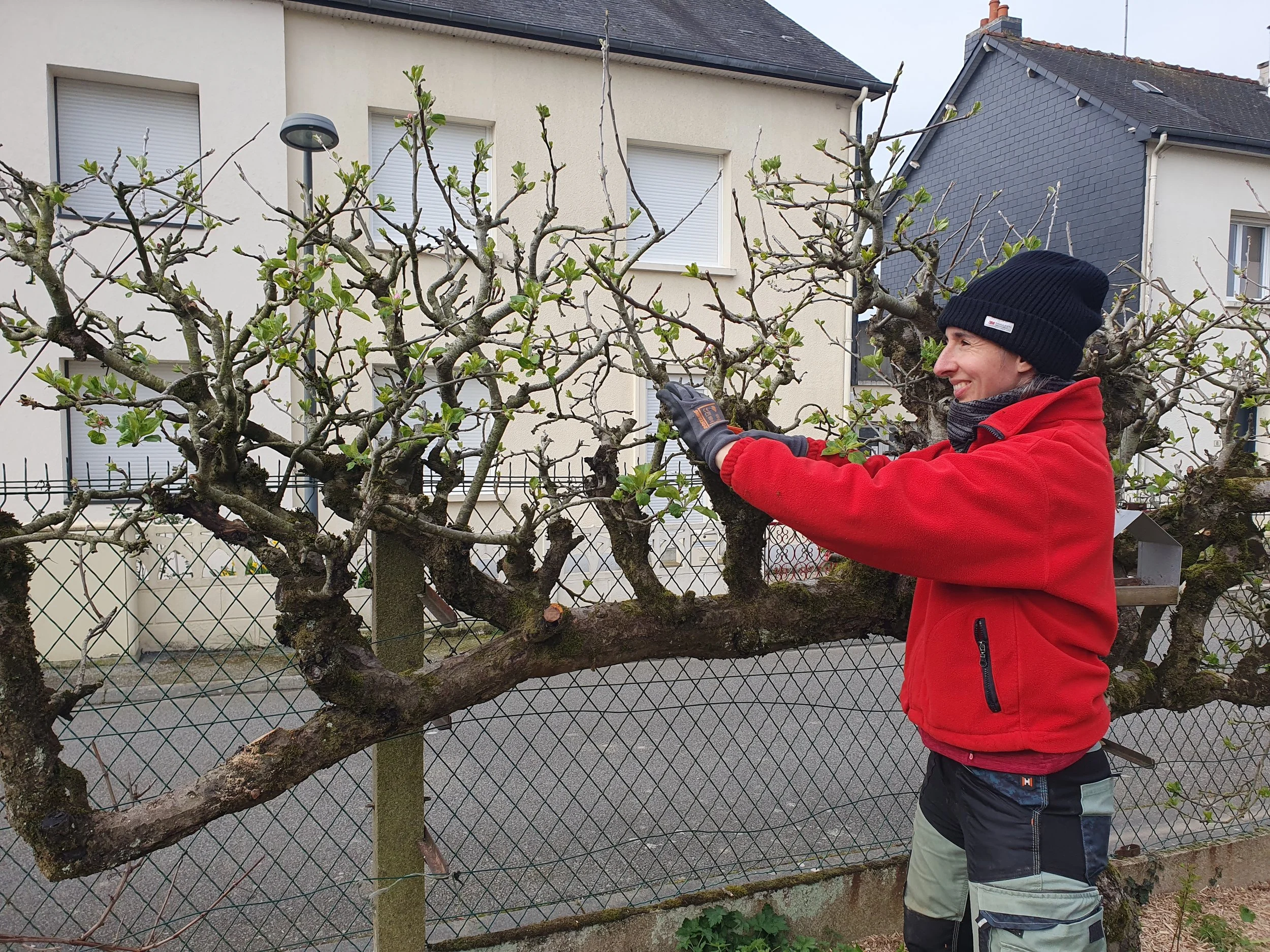 Taille_pommier_vitré