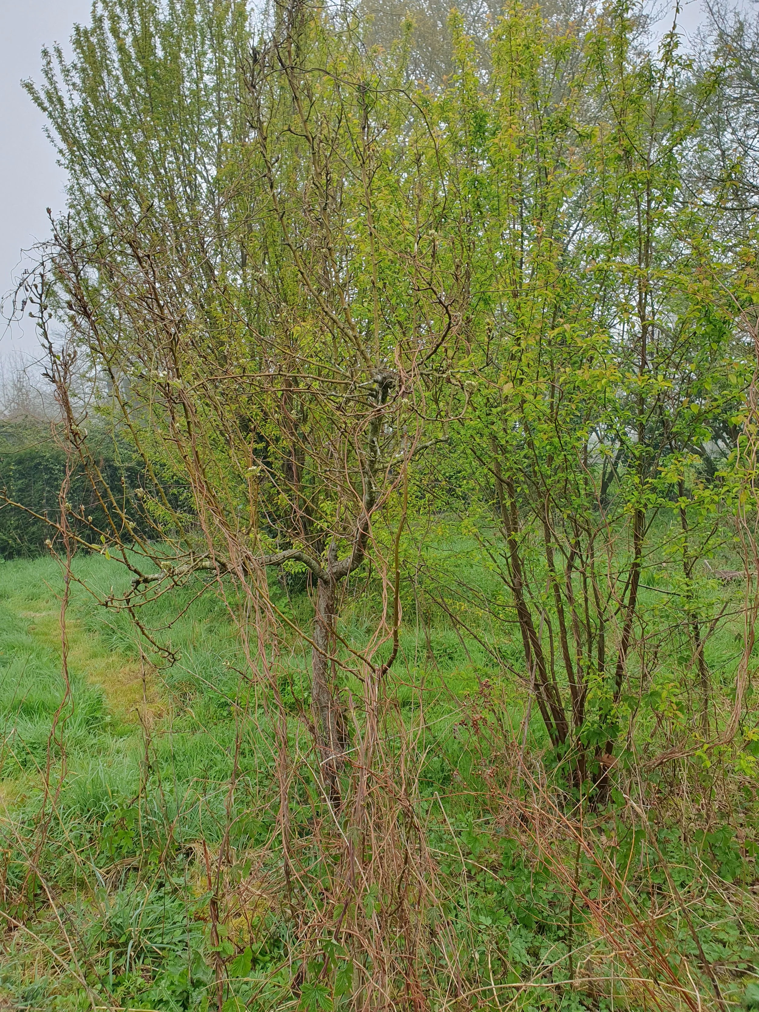 Taille_poirier_Vitré_avant