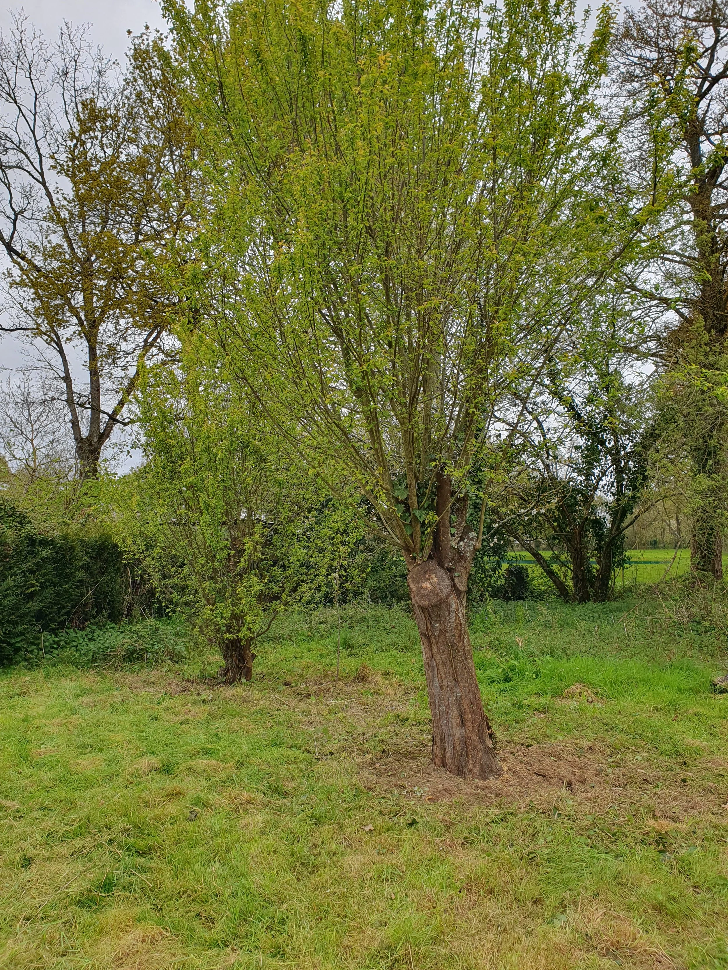 Taille_prunier_Vitré_après