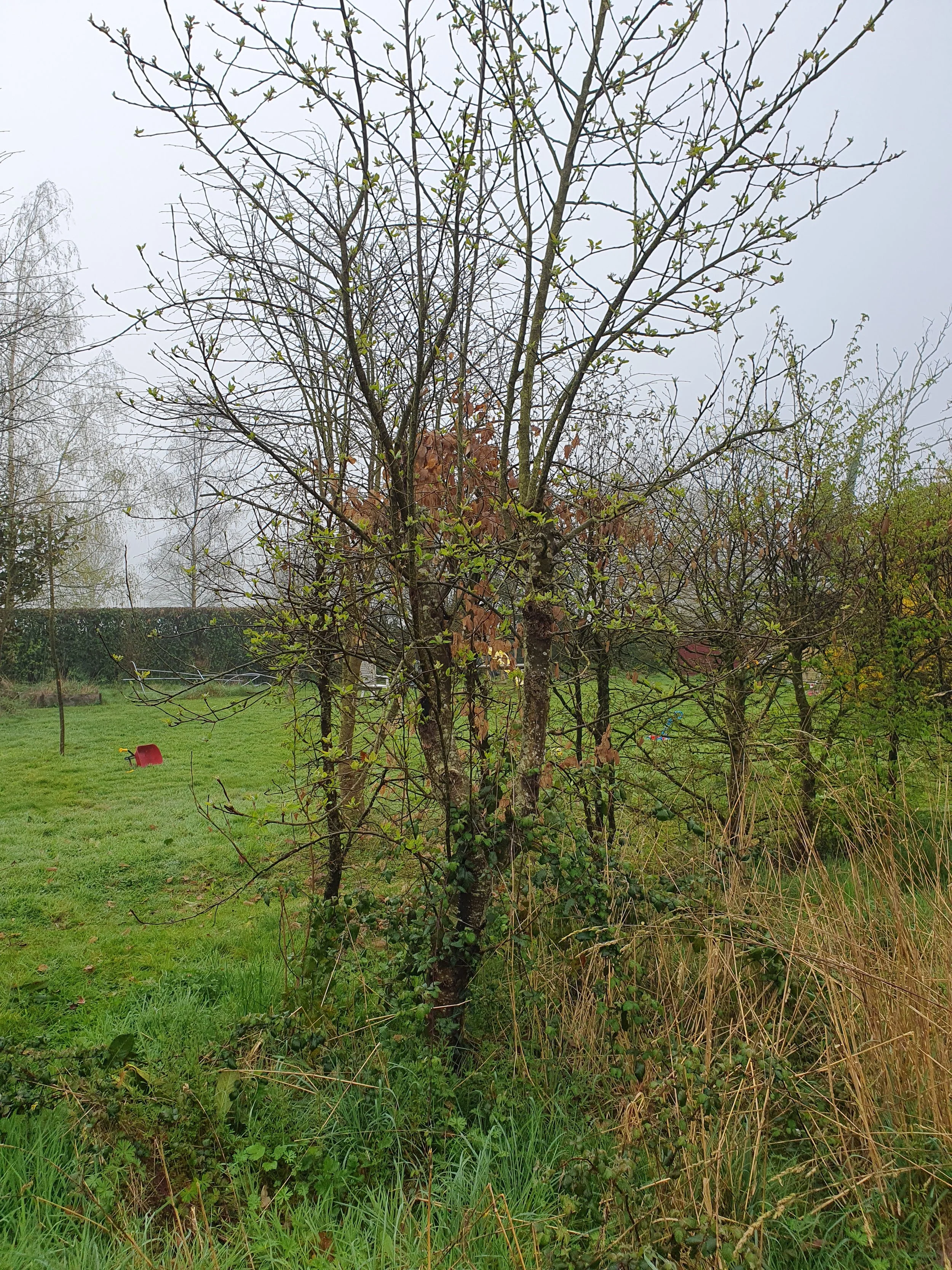 Taille_pommier_Vitré_avant