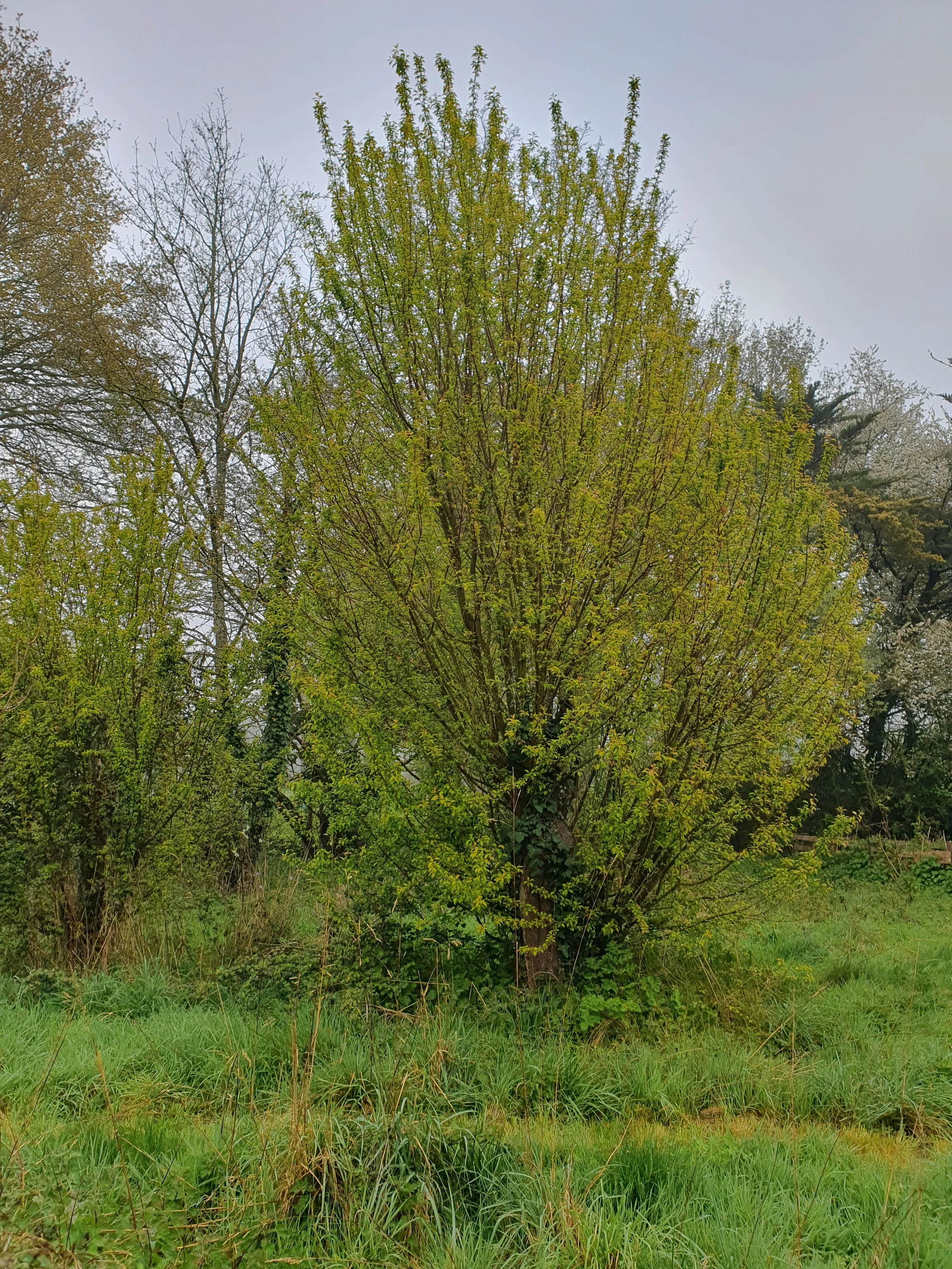 Taille_prunier_mirabellier_Vitré_avant