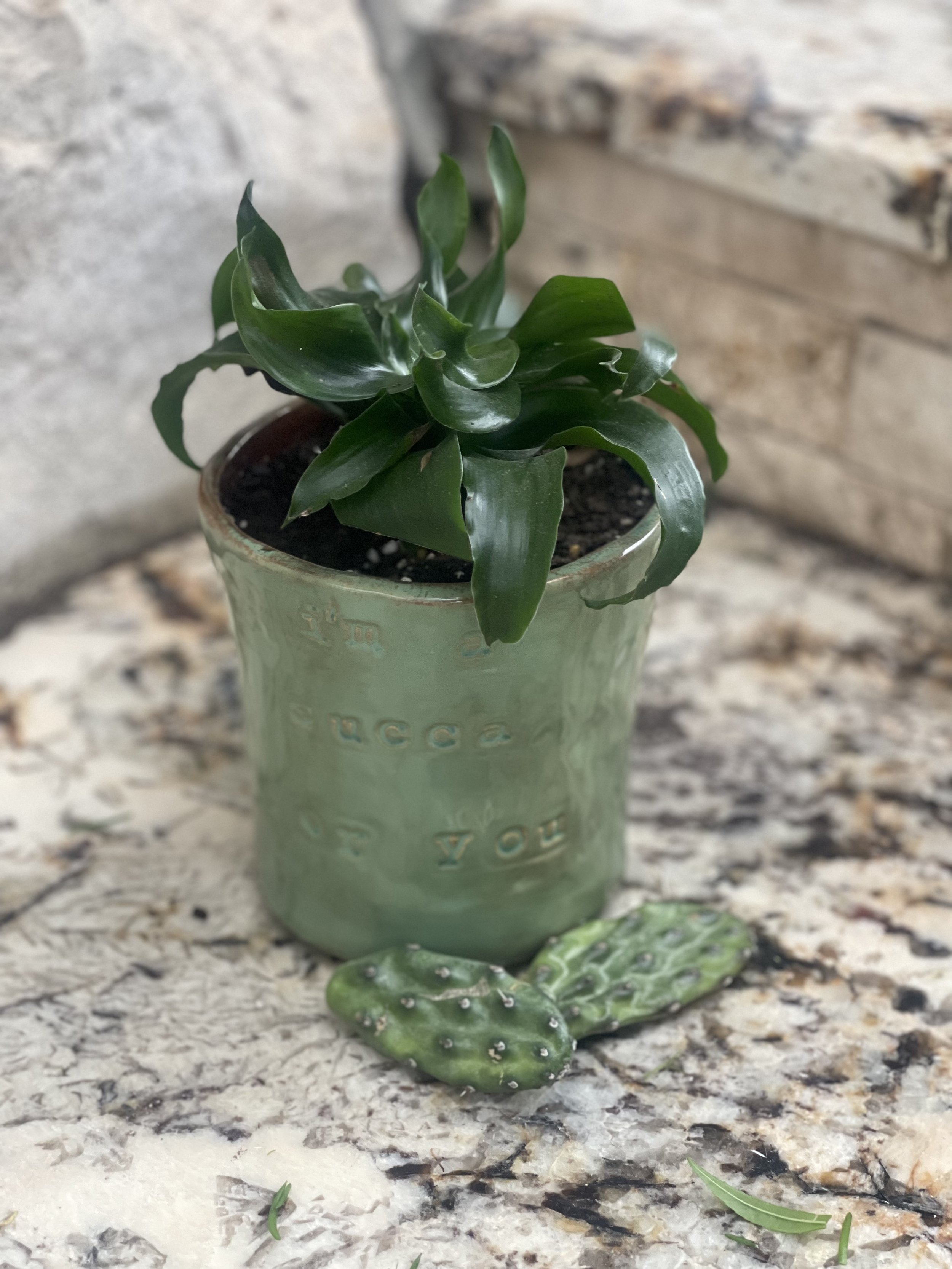 “I’m a succa for you” Planter