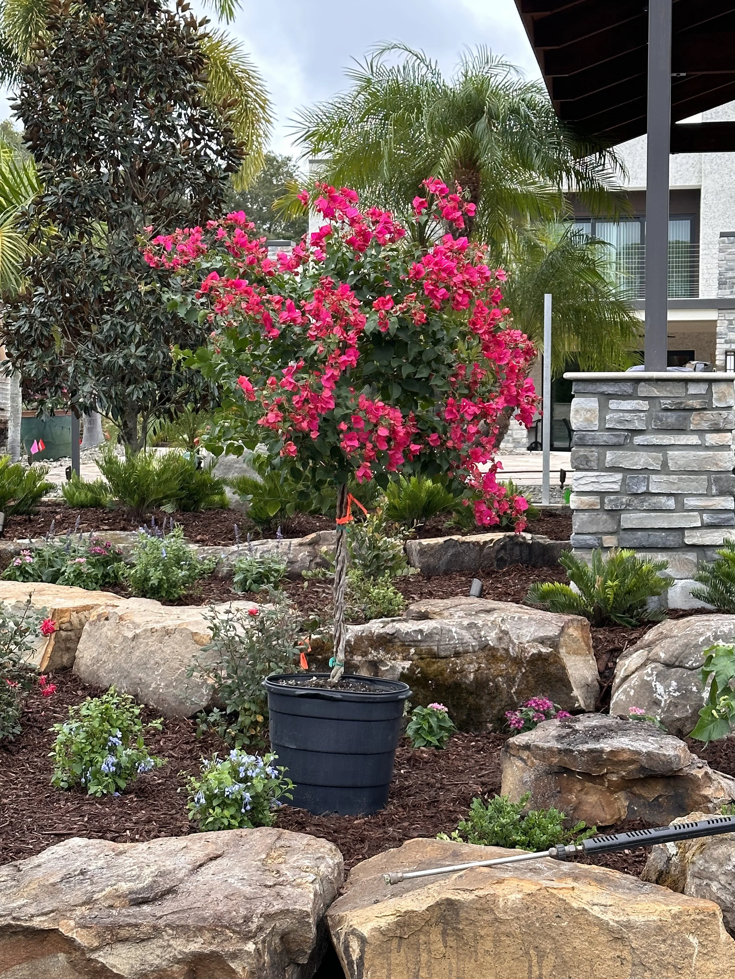 Adding a tree bougainvillea to the rock garden.