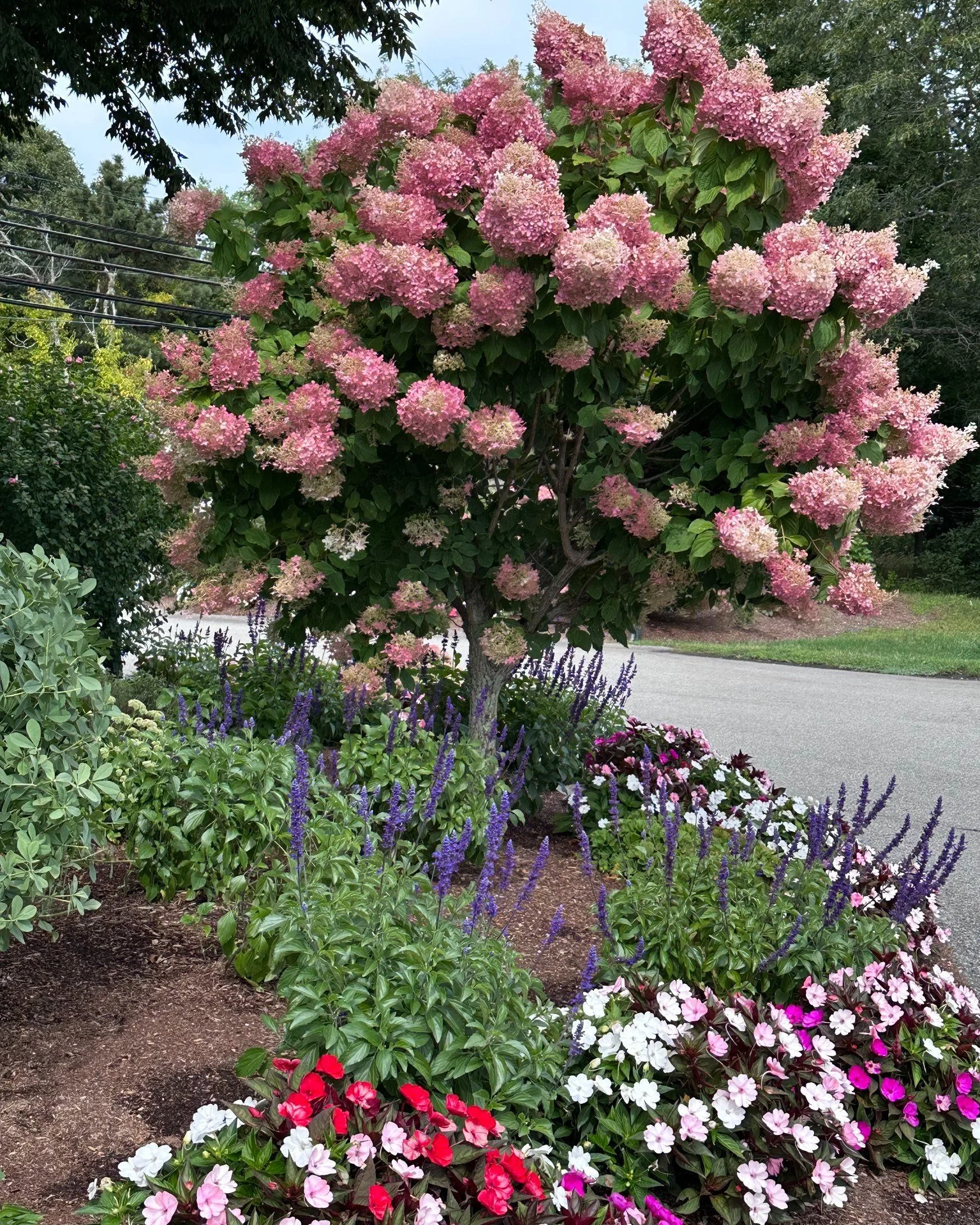 For those of you that haven&rsquo;t visited Cape Cod, it is the land of the hydrangea! I lived there most of my life and built a nursery in a town called Brewster. I was visiting my daughter who now runs the nursery and spent a lot of time taking pic
