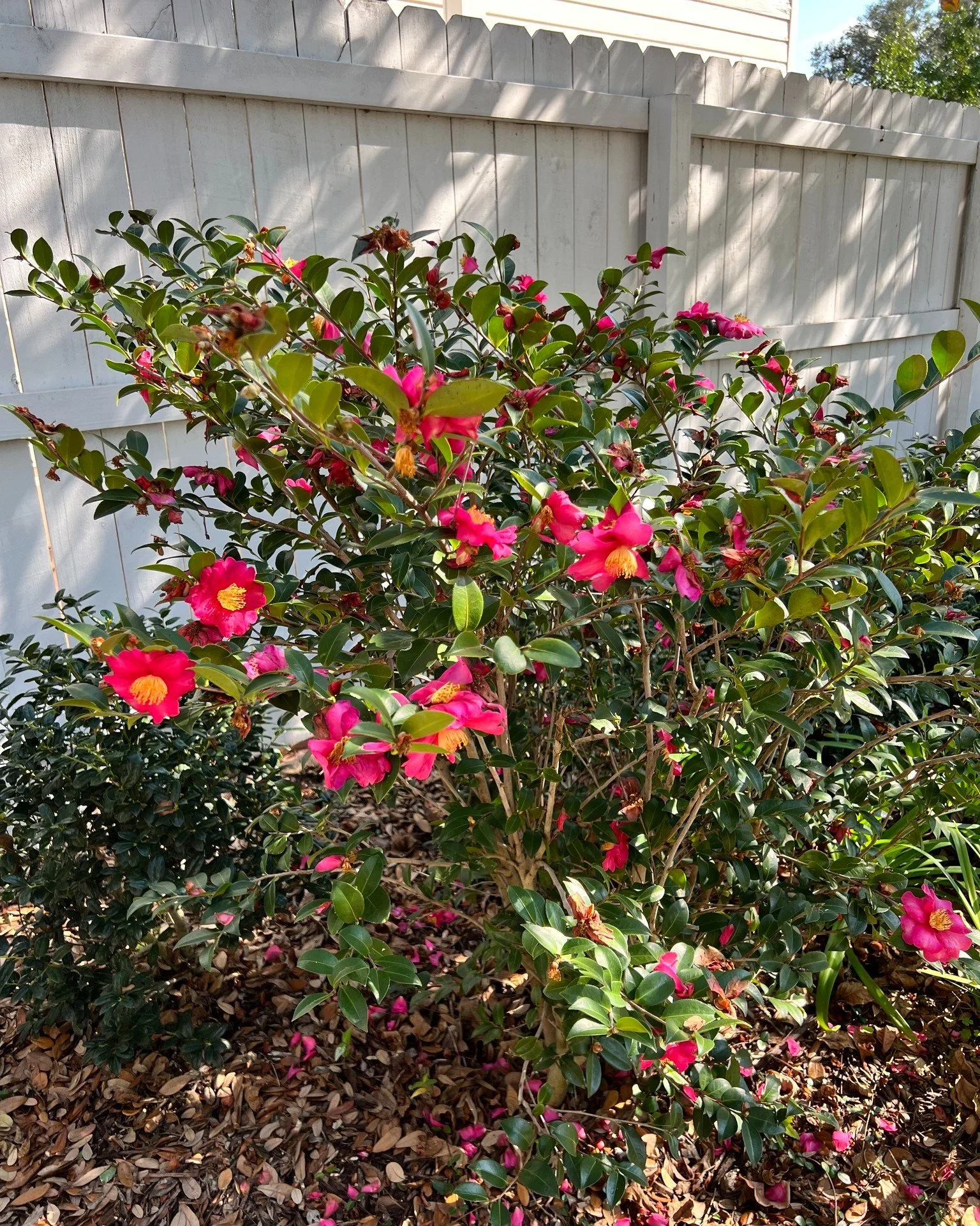 Camellias in Central Florida

We are coming up on blooming time for Camellias in Central Florida. This picture of Camellia sasanqua &lsquo;Yuletide&rsquo; was taken in December in Tampa. If you love Camellias, there are a few vital things you need to