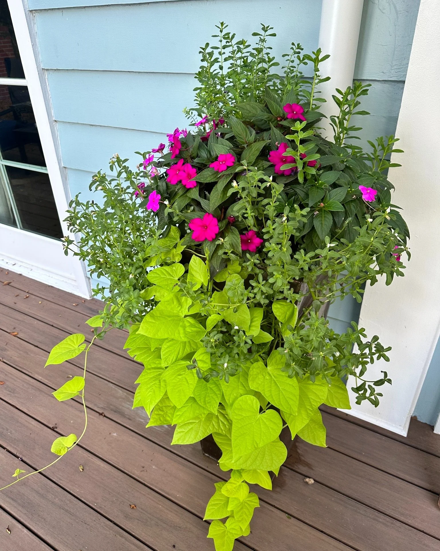 Container Gardens are a low-maintenance way to add color and beauty to any space. In my latest Substack post, I go over 12 of my favorite combinations for summer and winter pots. Container gardens can be put anywhere that you want to add color - deck