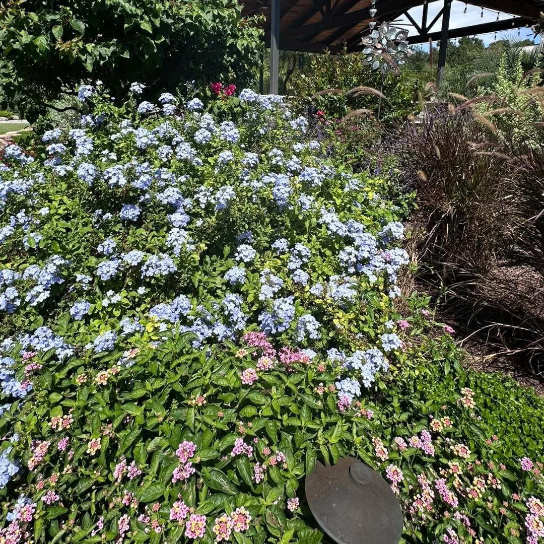 Isn&rsquo;t this a nice combination? Blue plumbago and dwarf lantana. 🐝🦋🐝