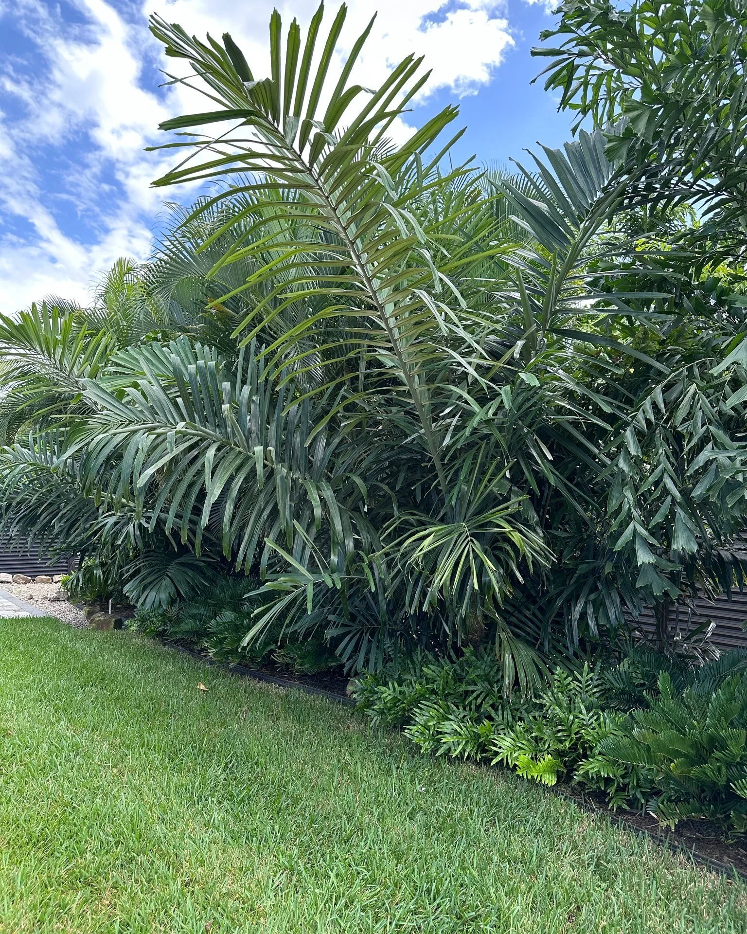 Arenga Palm | Sugar Palm

This is really a cool palm and when I say cool palm, I mean it is unique AND it is cold hardy to Zone 9.

We were looking for a lower branching palm that would fill in between two Fishtail palms that were very tall and a lit
