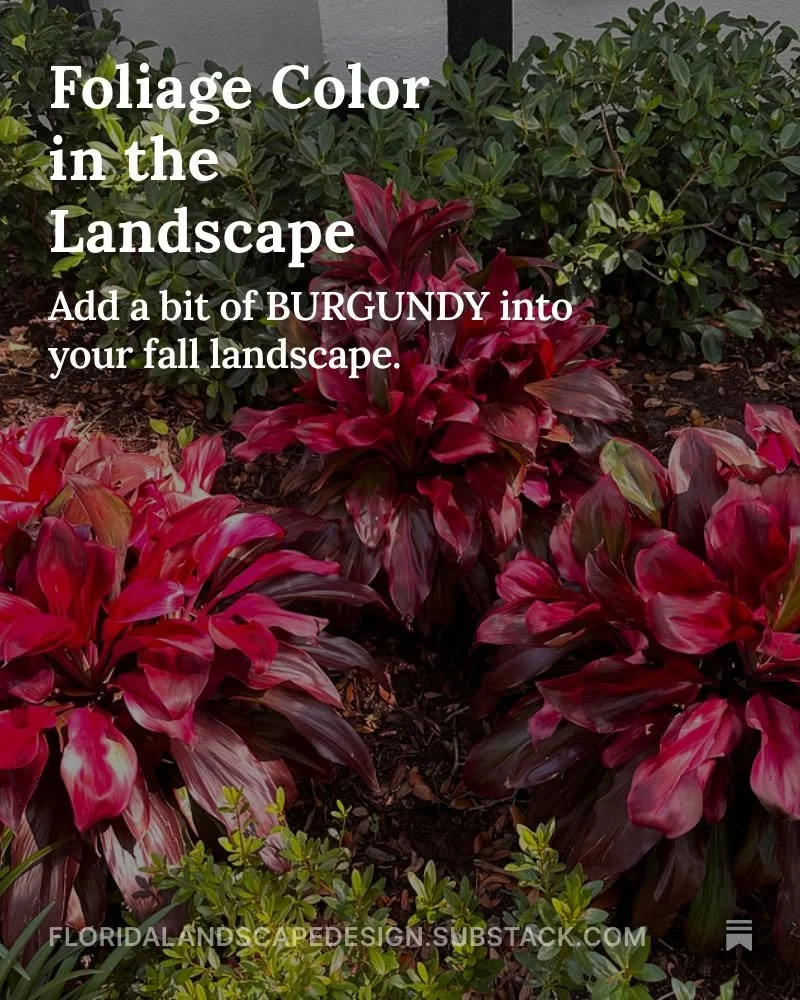 Usually, when you think of color in the landscape, you think of flowers; flowering shrubs or annuals and perennials. However, there is another source of color that is sometimes overlooked and that is foliage color. In Florida, we have many plants wit