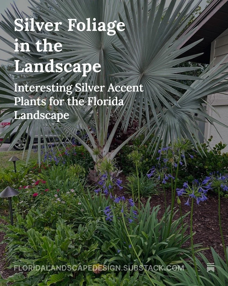 Learn about stunning silver foliage plants that can really brighten up your Florida landscape. They are all very hardy, but one exceptional native plant was able to withstand the flooding from Hurricane Helene. The full article is on my substack - It