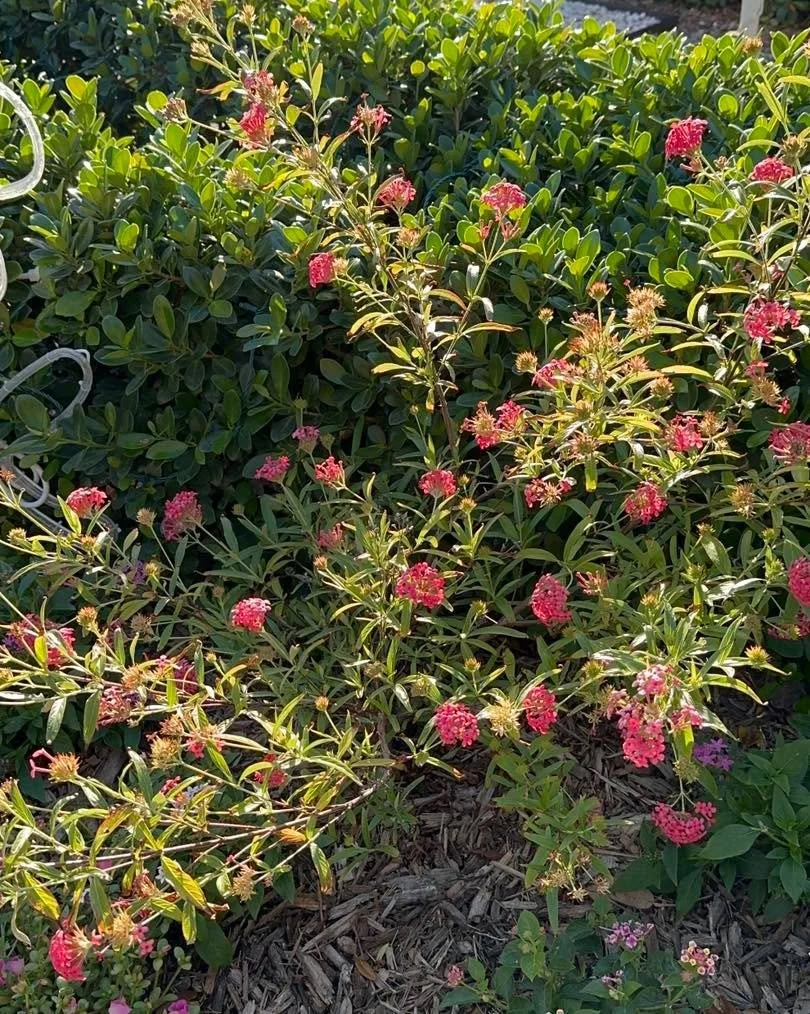Rondeletia leucophylla
Panama rose

This showy and fragrant butterfly attractor is the perfect addition to a flowering shrub bed. It will grow up to 5&rsquo; tall and requires at least 5 hours of sun for the best flowering. The flowers are a bright p