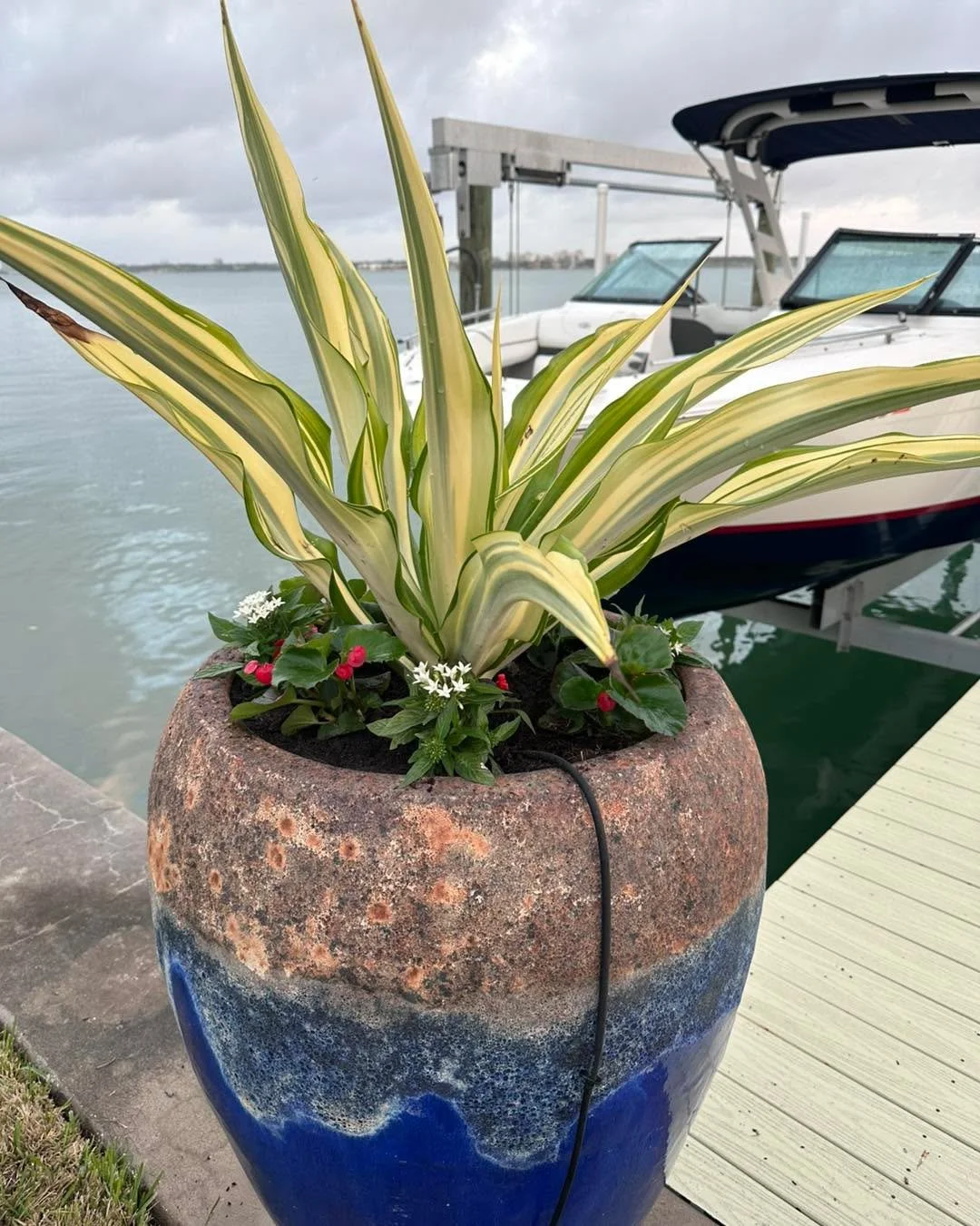 Two pots I planted right on the water and the supervisors making sure the job was done well.