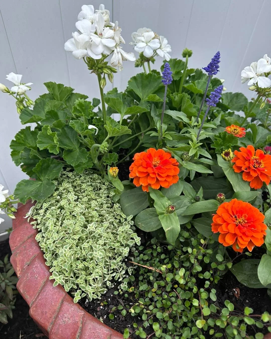 I found these gorgeous burnt orange pots that needed a spectacular combination of flowers. Well, I was lucky to find these orange zinnias, white geraniums, blue mysty salvia, sedum little shimmer, dwarf lantana and green wire vine. This is going to l