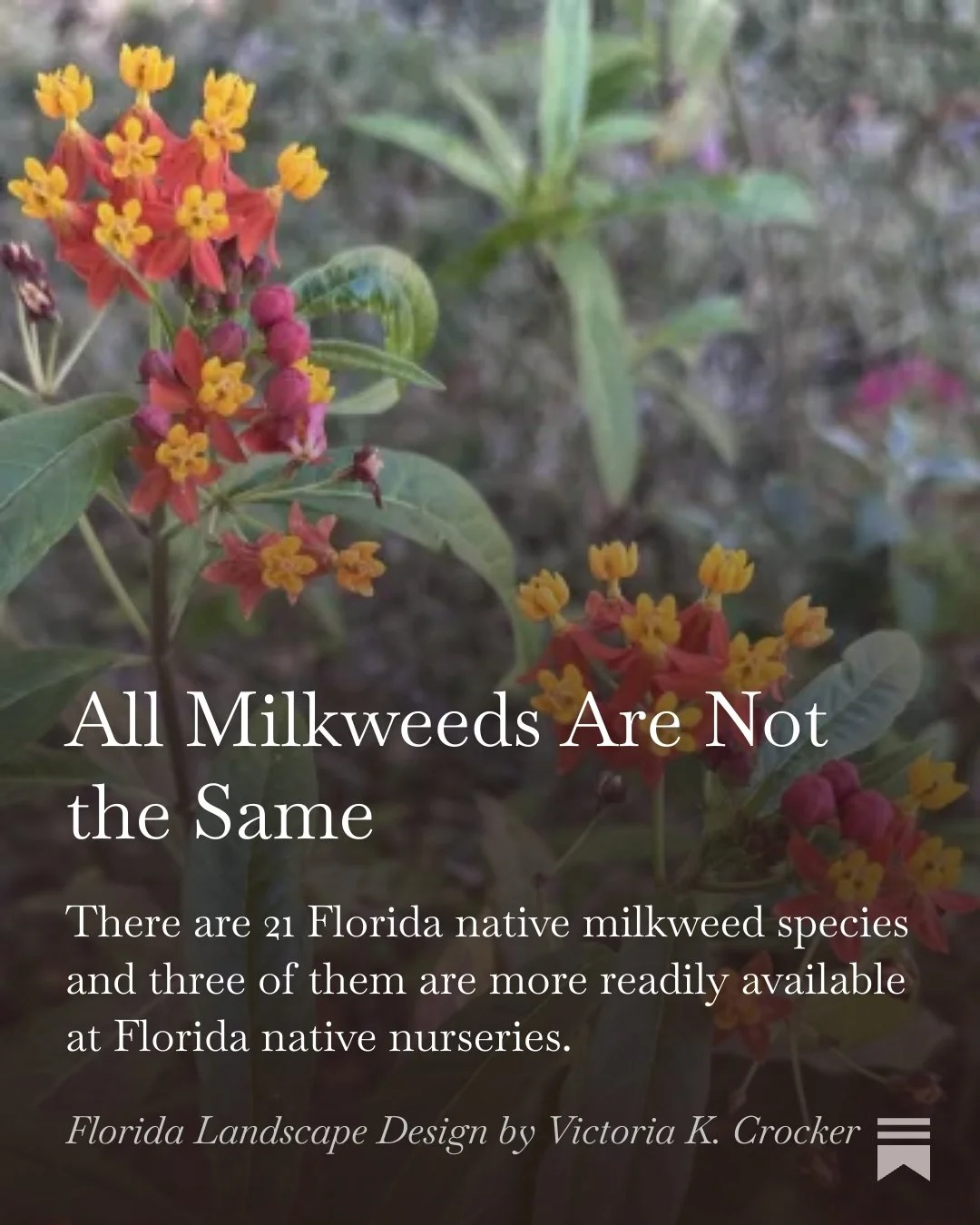 If you have been wondering about which Milkweed to purchase for your garden, I have written an article that goes through the three species that are available at native nurseries.  Plus, they are better for the Monarchs as well. Link in bio for the ar