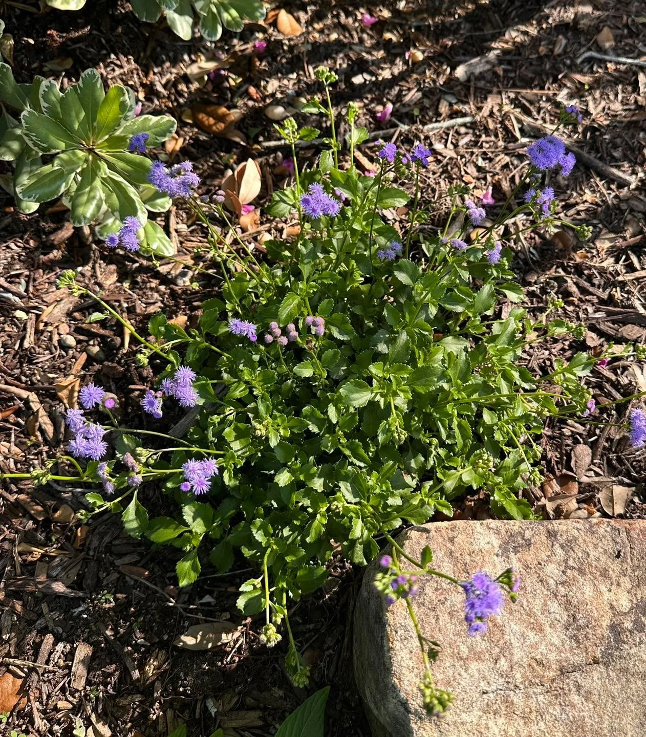 I am replacing annuals in tough places on my client&rsquo;s property with native perennials. I am trying several different species to see which ones I like. This is Ageratum maritimum or Beach Mistflower. It is doing really well in a partial shade lo