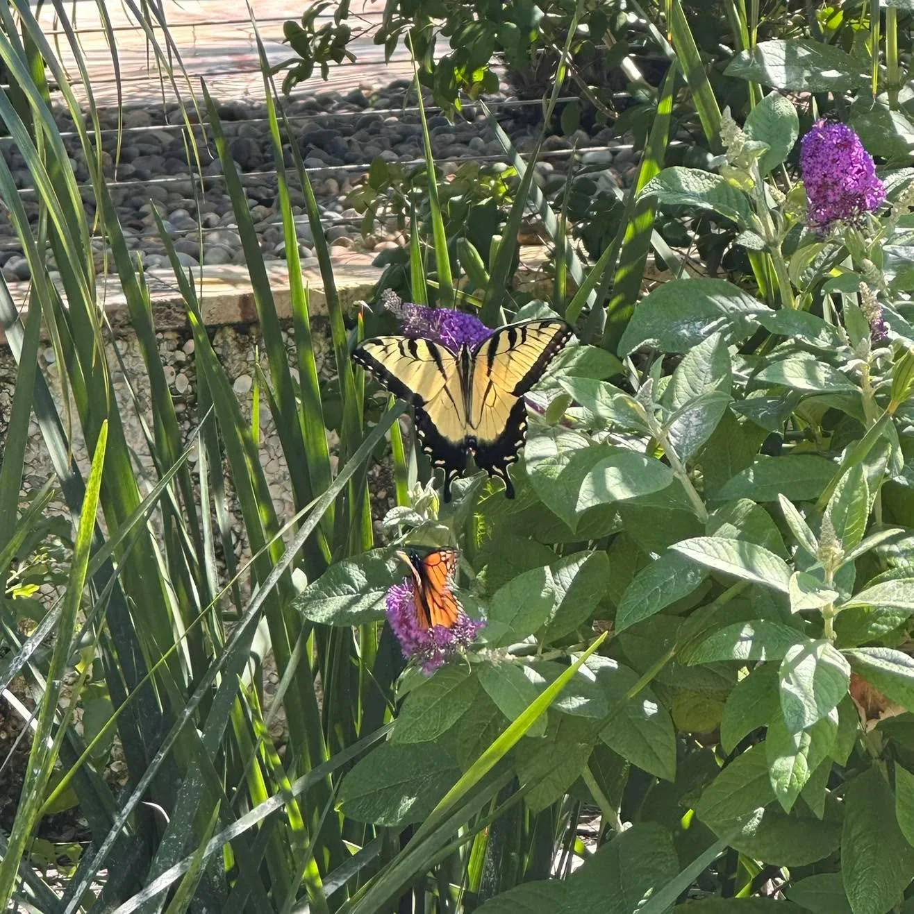 These two butterflies were flitting around me for an hour and finally decided to pose on this purple butterfly bush just as I was leaving. Anyone know the name of the yellow butterfly? 🦋