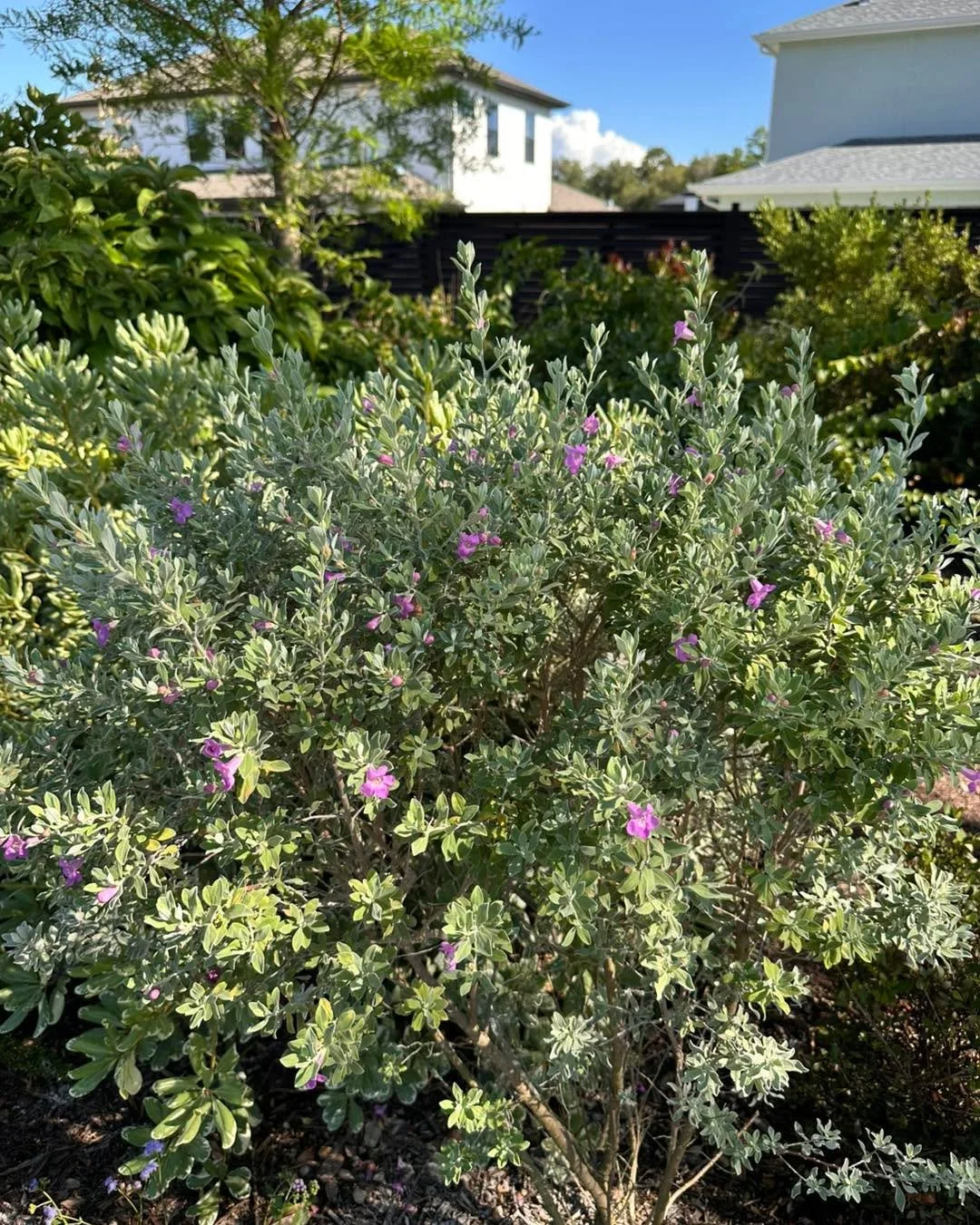 Texas Sage just starting to come into bloom in Zone 10A. 🐝🦋🐝