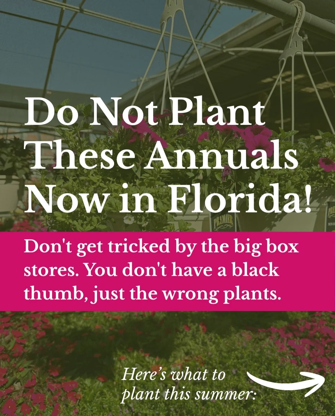 Comment Sun and I&rsquo;ll send you a link to the full list. These are tried and true and will withstand the Florida heat and humidity. 🌸