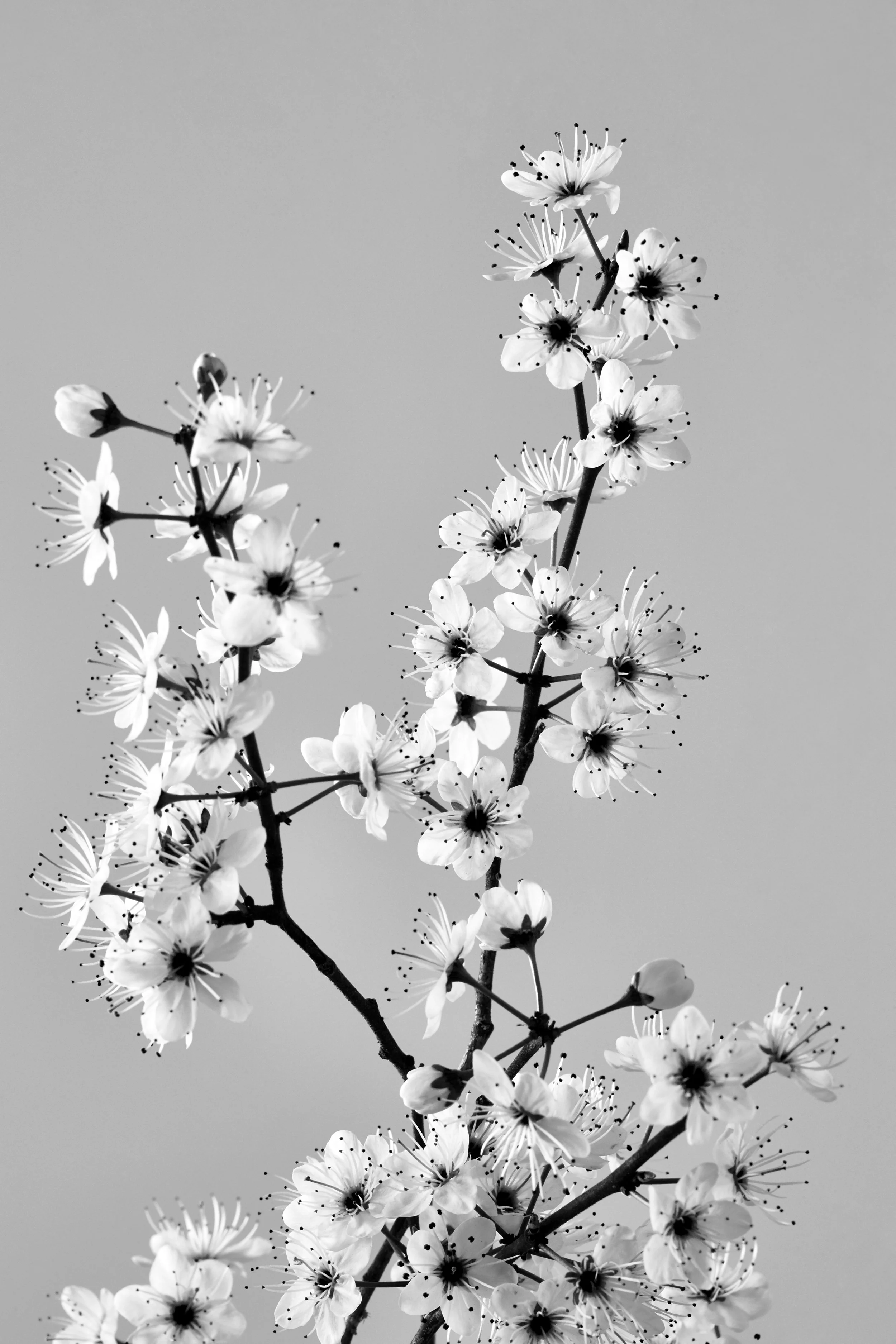 CarinaJahnPhoto_Flowers_0415bw.jpg