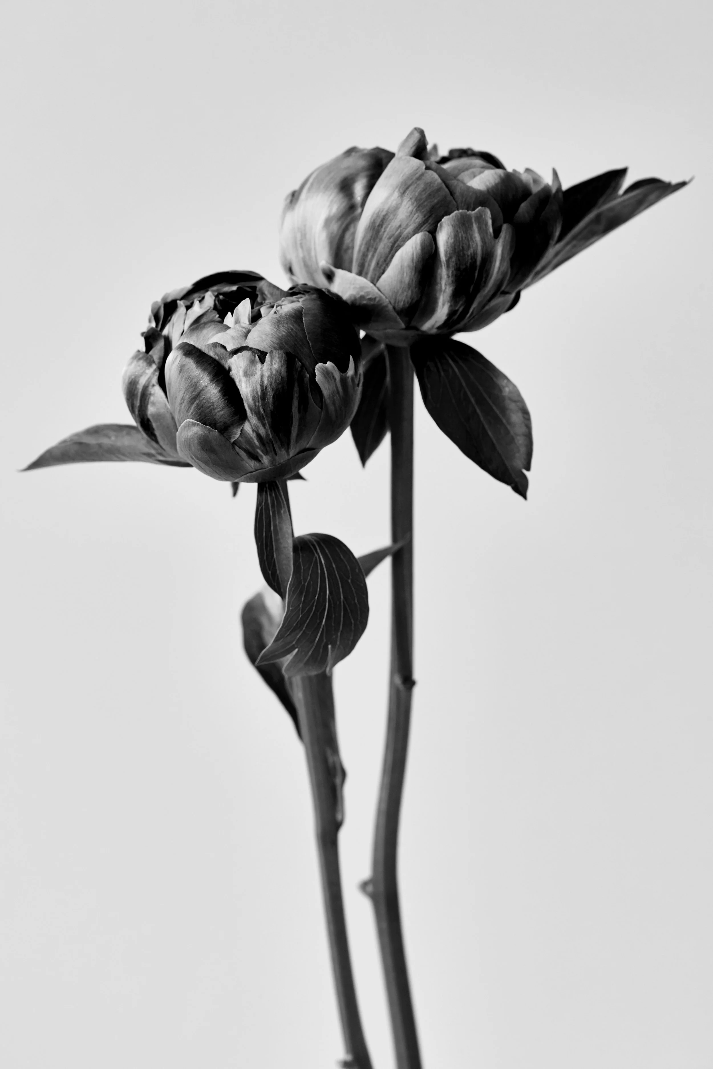 CarinaJahnPhoto_Flowers_0295.jpg