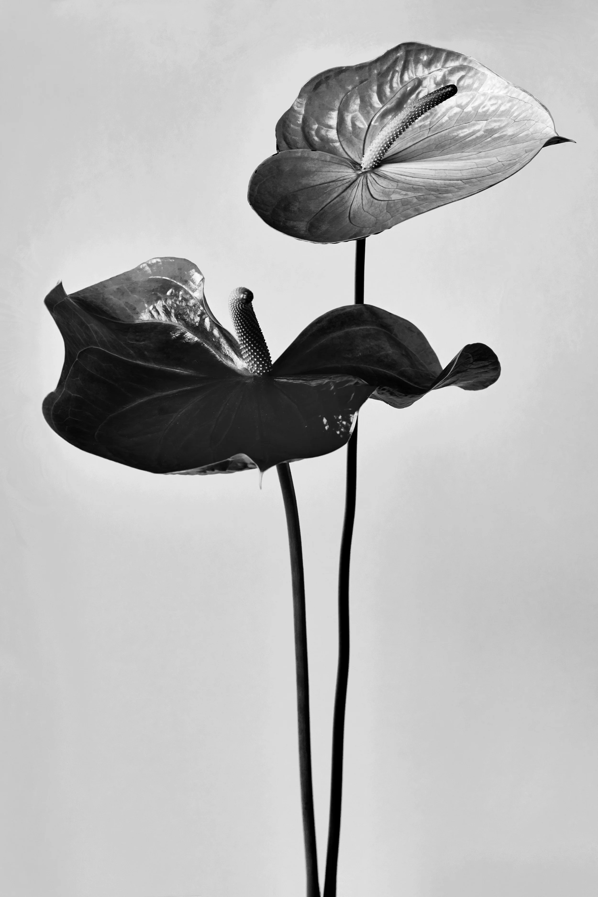 CarinaJahnPhoto_Flowers_0499.jpg