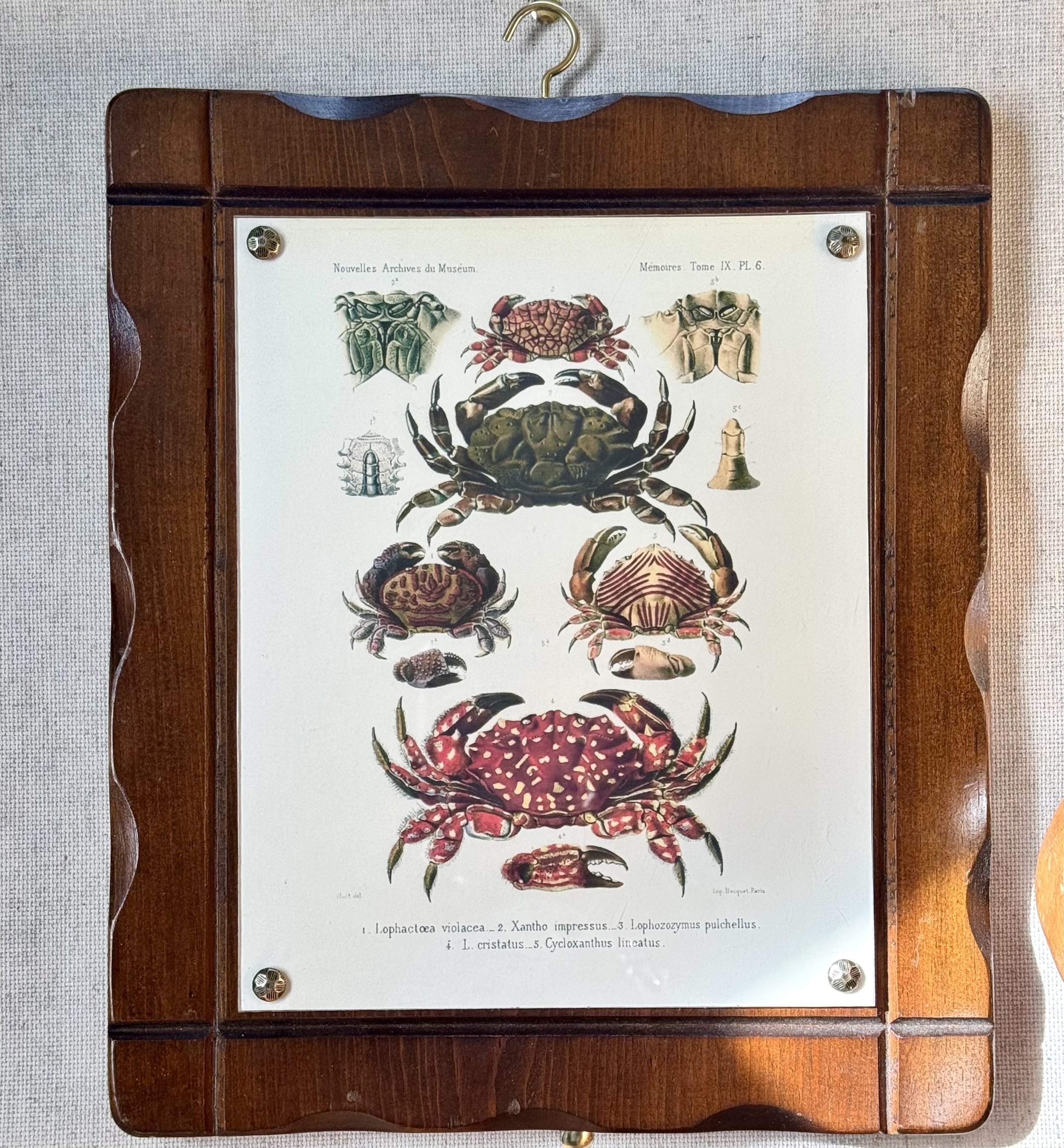 Crustacean print in vintage wood frame