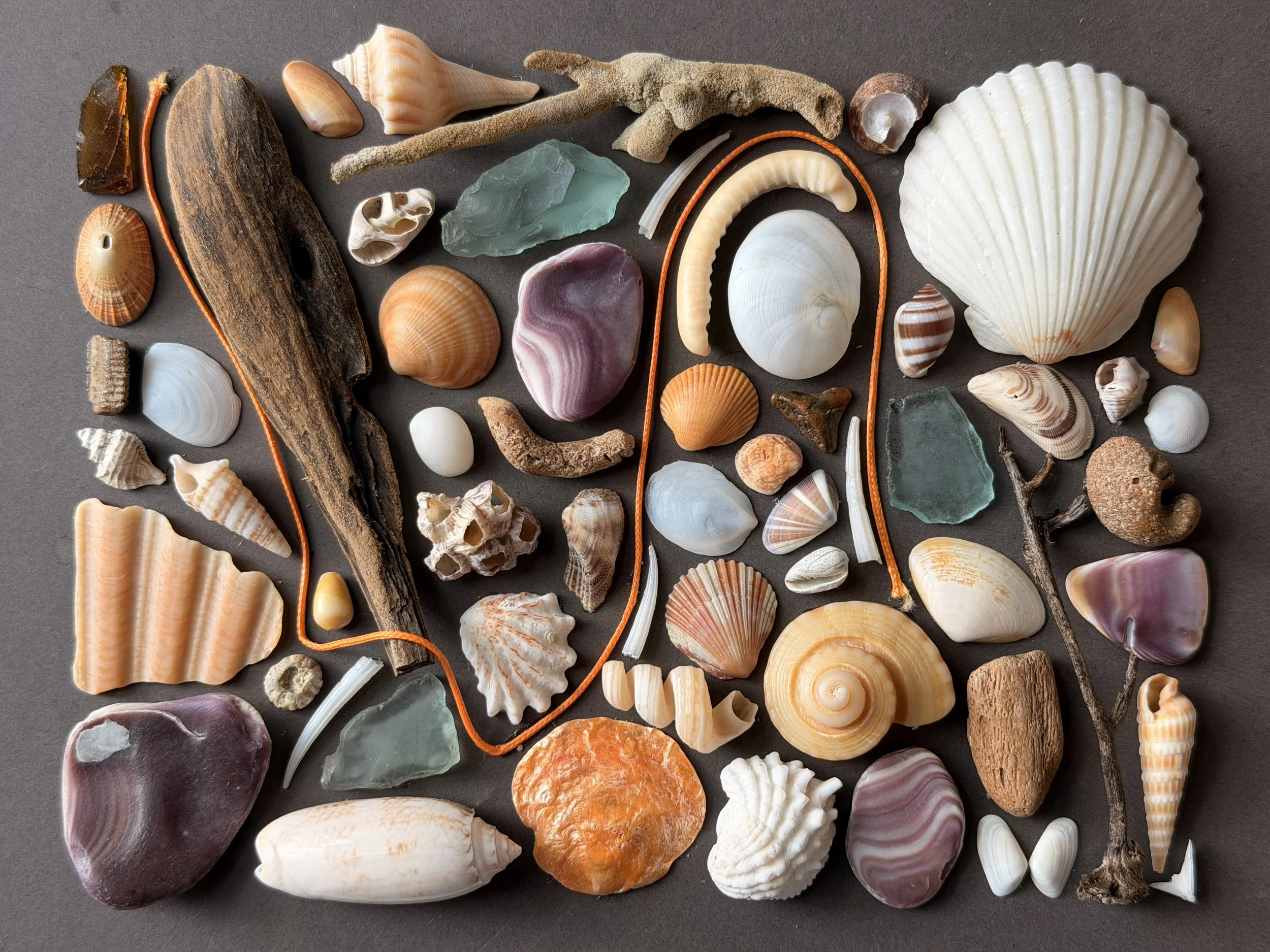 A collection of various seashells, rocks, and small pieces of coral arranged on a dark surface.