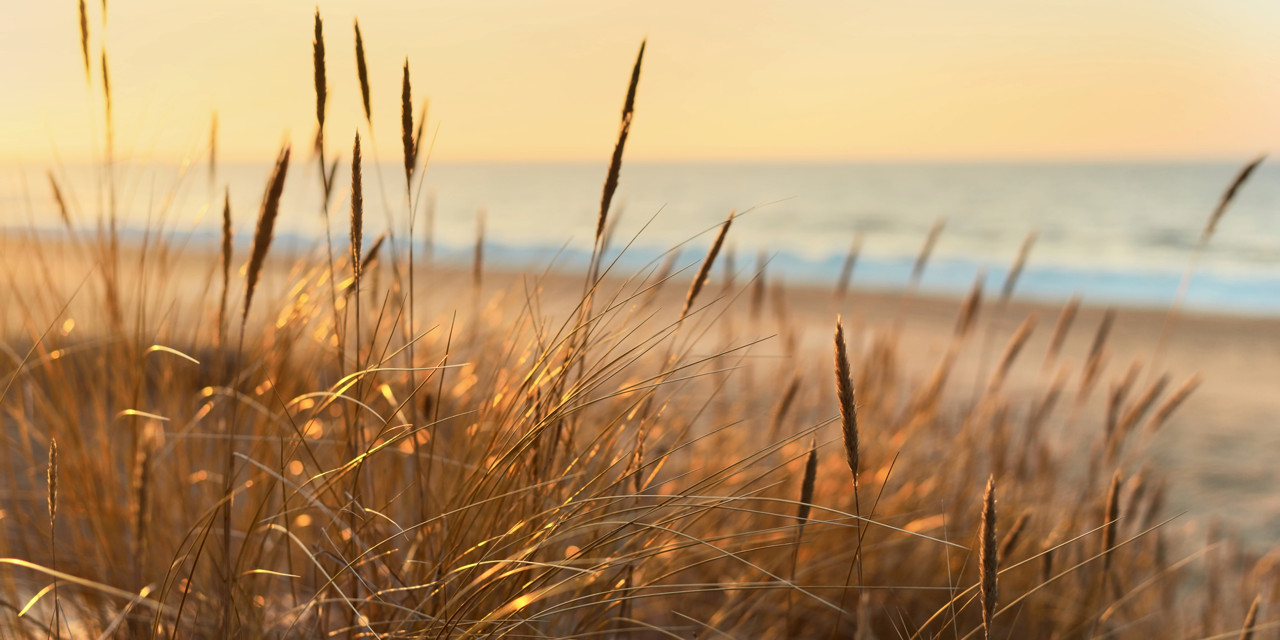 Close-up of tall beach grass with a sunset or sunrise over the ocean in the background.
